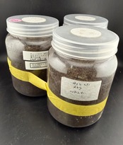 【WF1】《チェンミヤマ メトク産 幼虫3頭セット》ブリーダー様委託個体