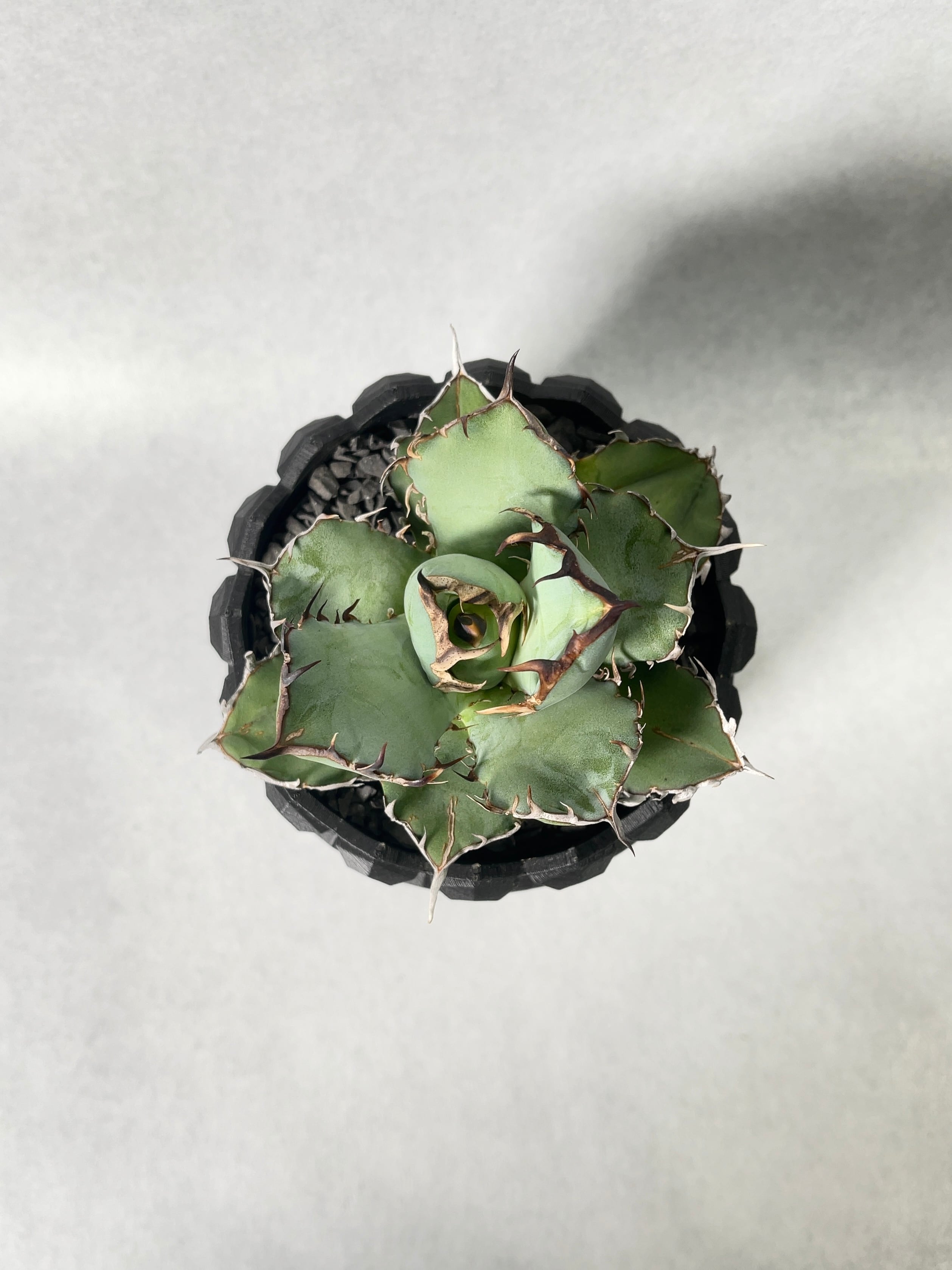 アガベ・黒鯨 | trigger