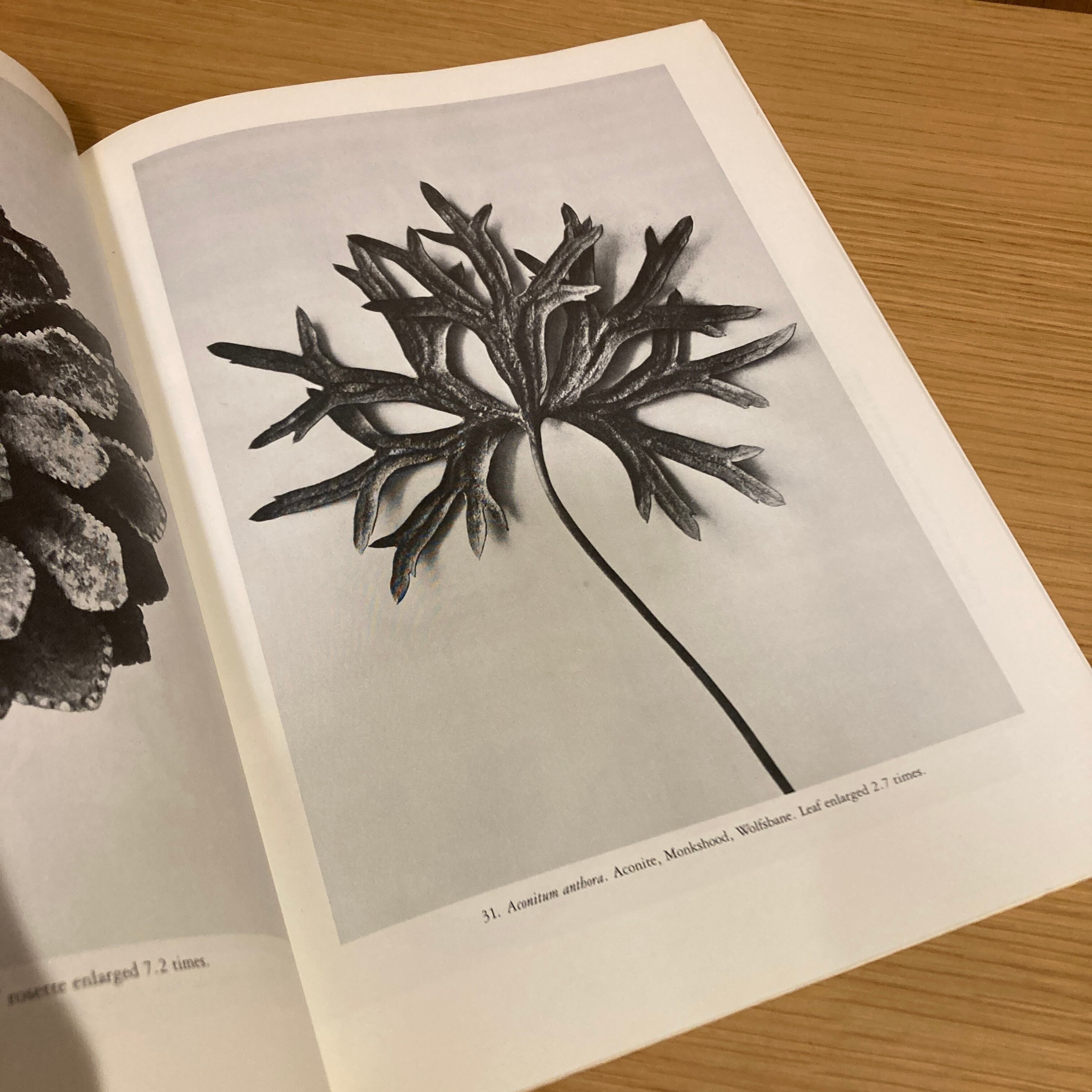 Art Forms in The Plant World / Karl Blossfeldt（カール・ブロス