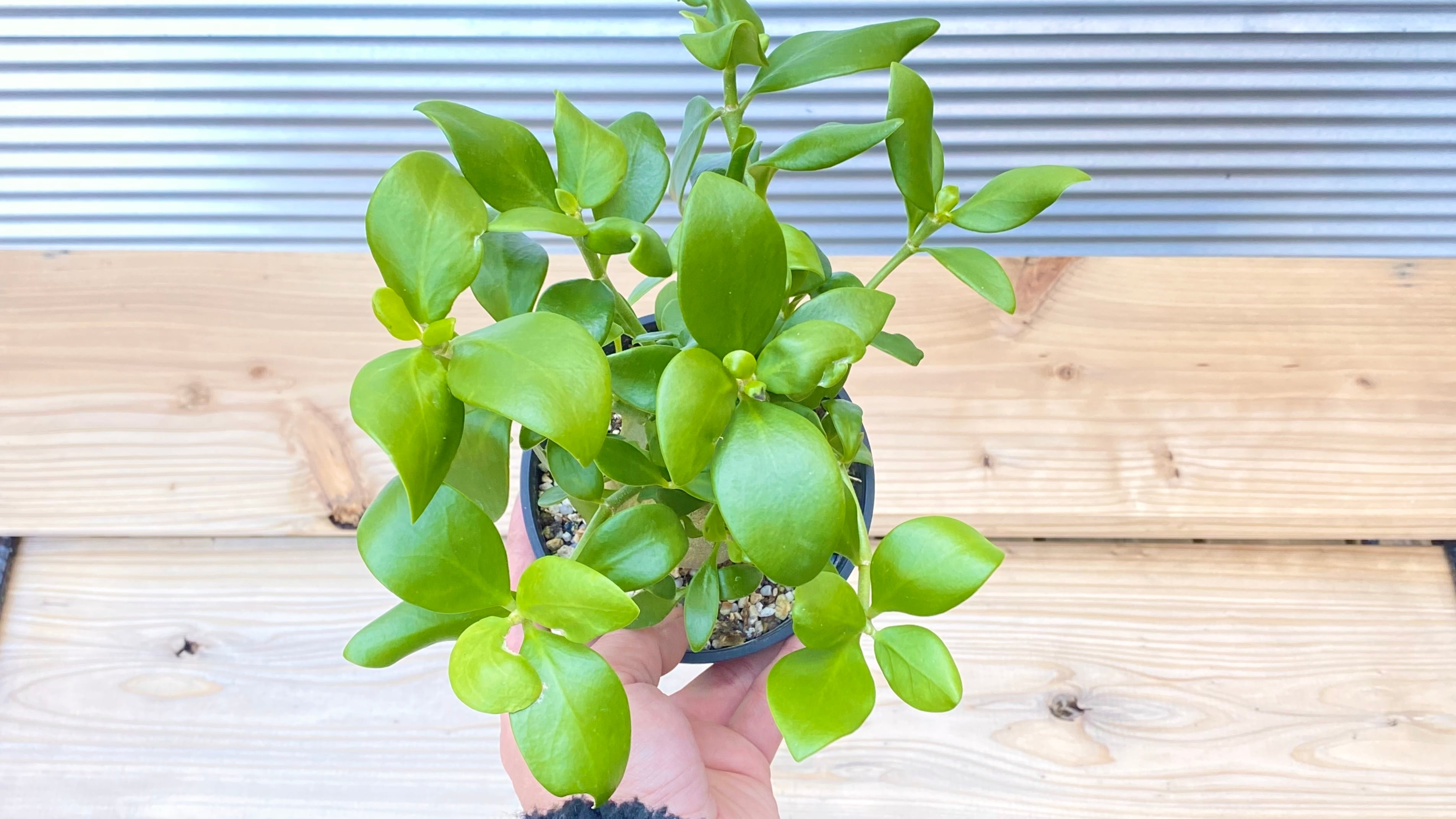 特大ヒドノフィツム・フォルミカルム HITOSIO Rhythm FUJI / ヒトシオ リズム フジ - インテリア・家具通販