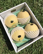 黄美香（きみか）メロン LLサイズ 秀品4玉（計約11~12kg）×2箱