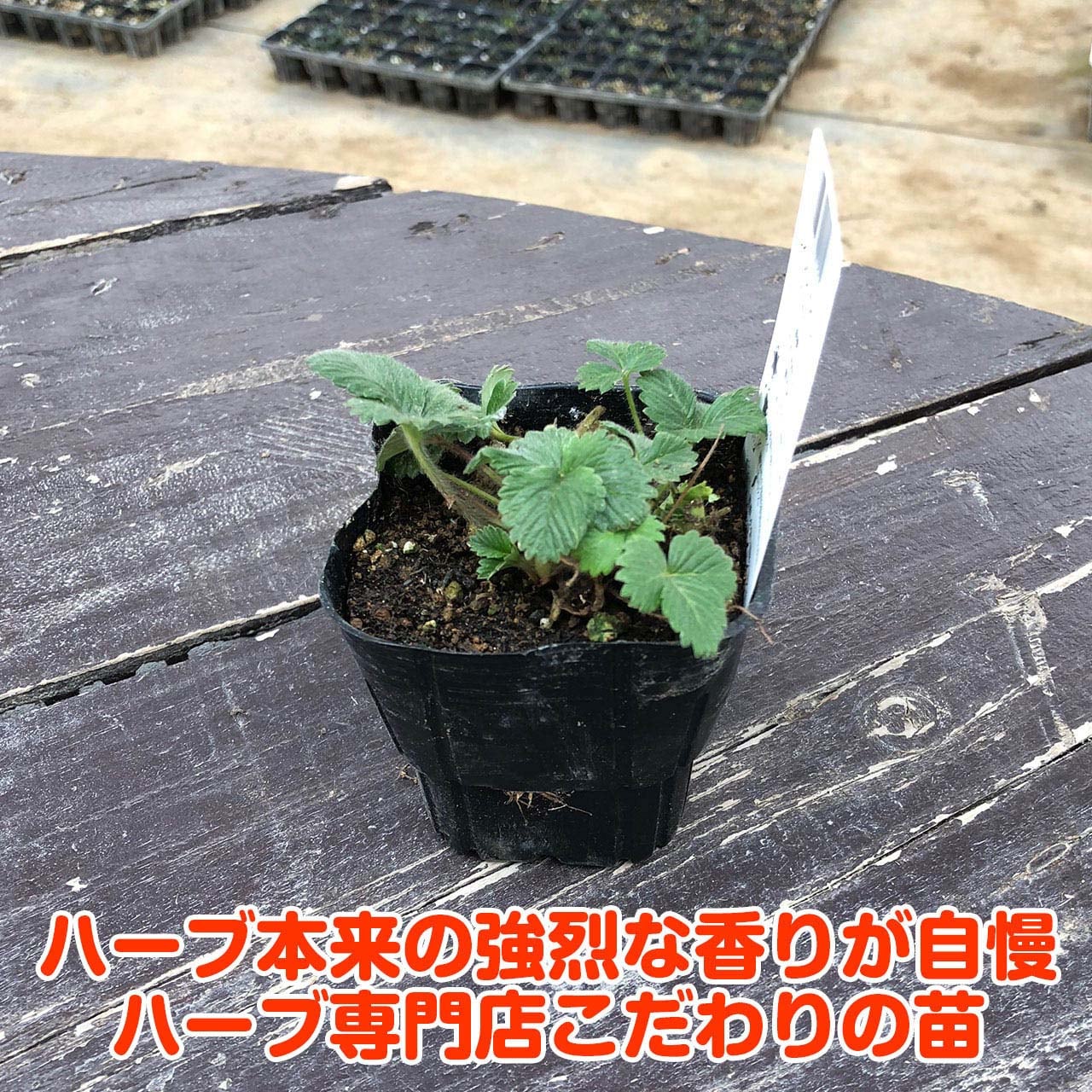 ハーブ 苗 ワイルドストロベリー 赤実 | ハーブ苗のポタジェガーデン 本店