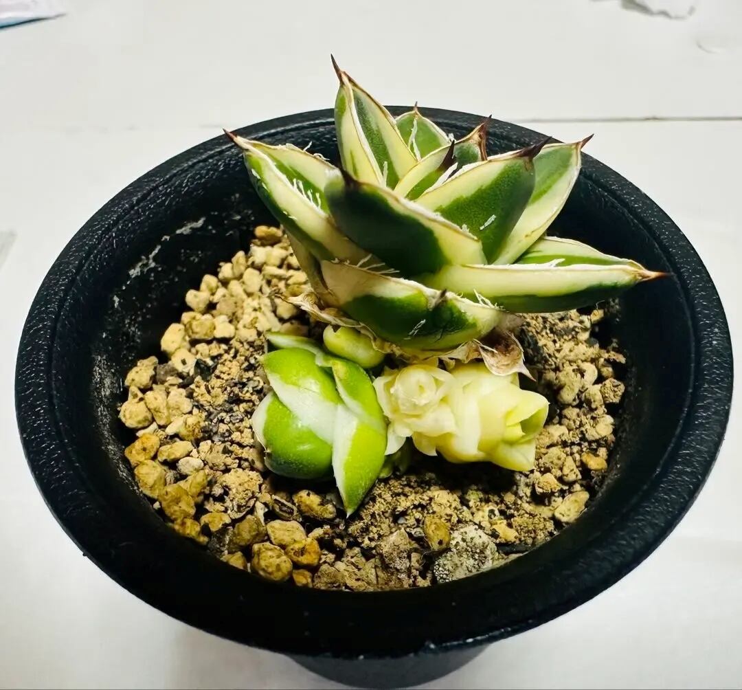 【希少種】アガベ金剛 キングコング (検悪魔くん 魔丸 ハデス 希少アガベ】金剛(キングコング) | Pay ID