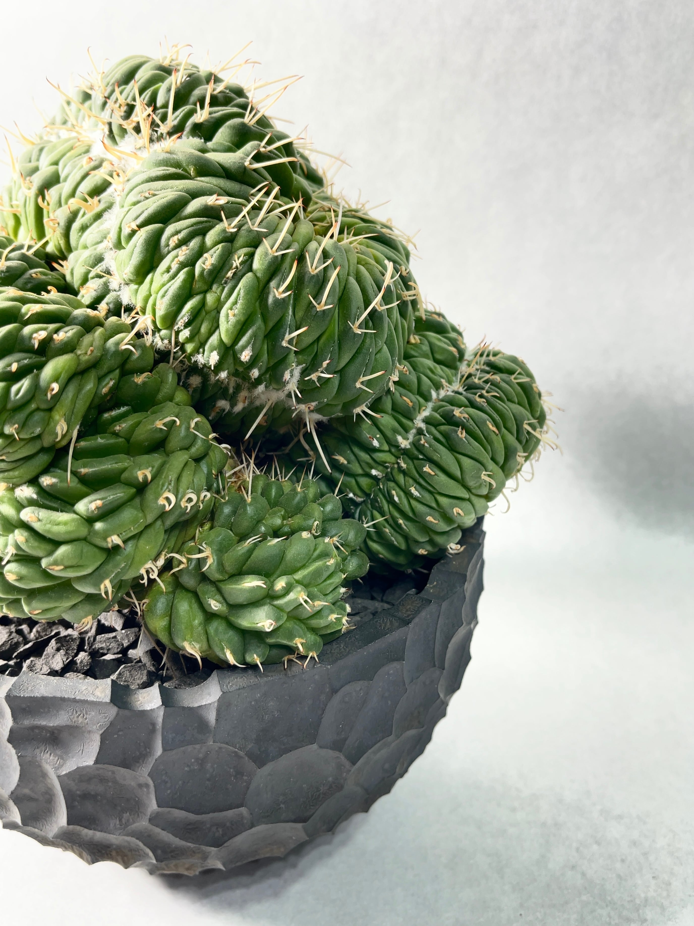 ■白竜丸 綴化モンスト マミラニア/Mammillaria/塊根部10.5cm □白竜丸 綴化モンスト マミラニア/Mammillaria/塊根部10.5cm