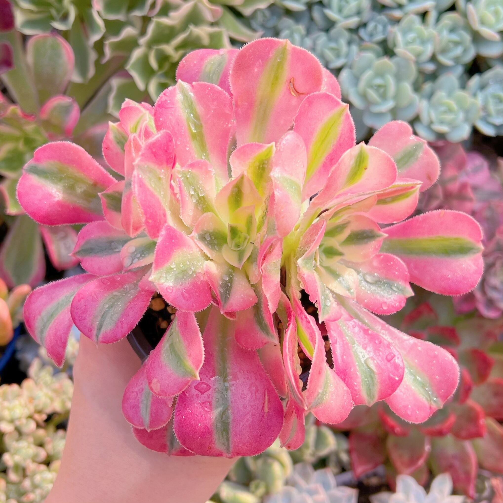 現品　アフラダイティ#A73　群生　るる農園