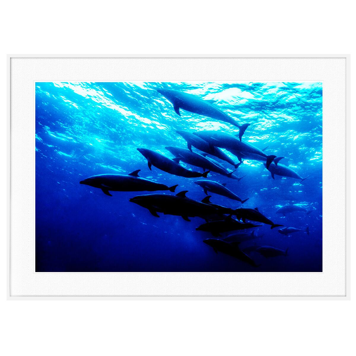夏写真 ガラパゴス諸島のバンドウイルカ インテリアアートポスター額装 AS0523
