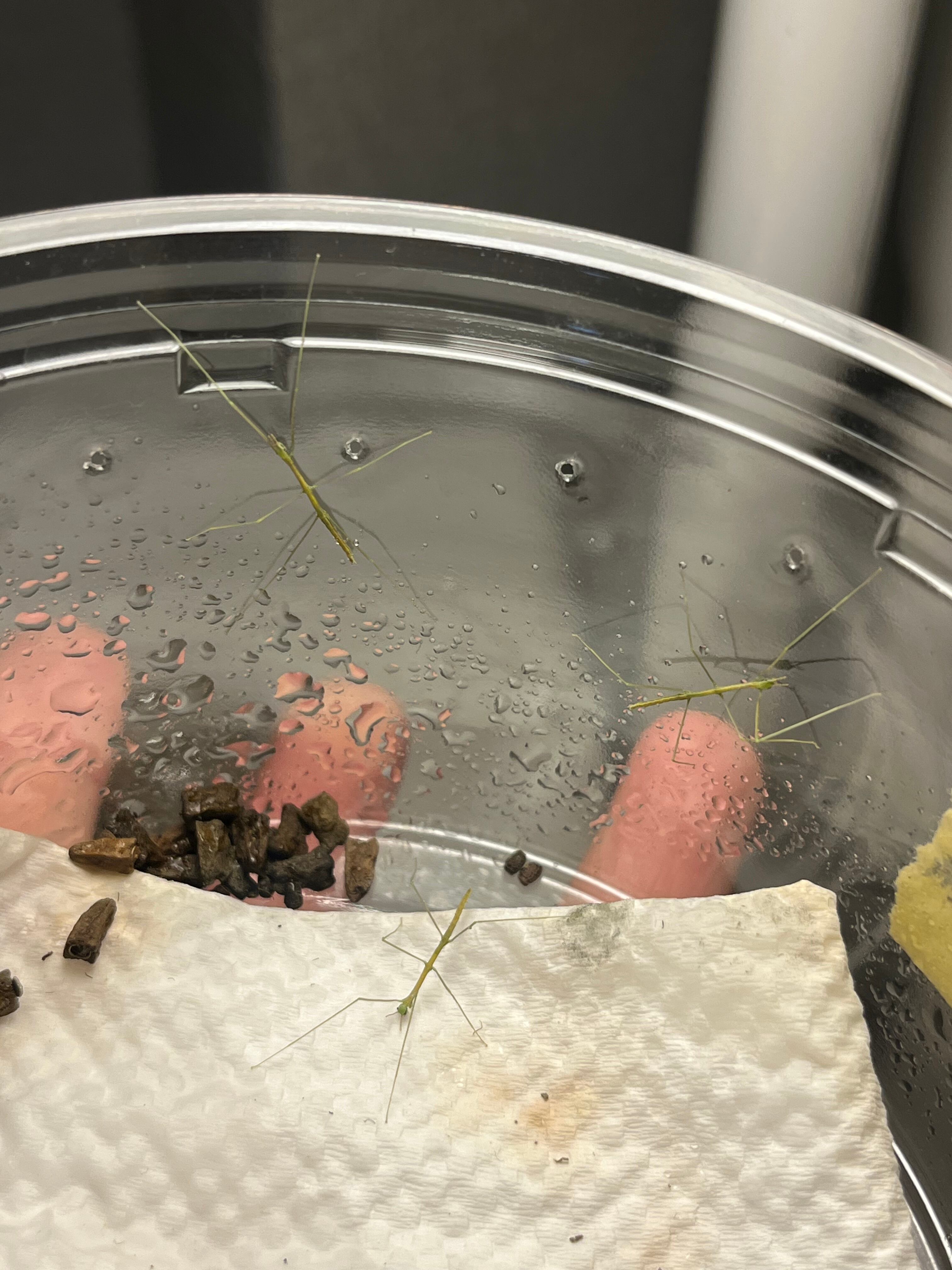 アジア | オモニキチュウ