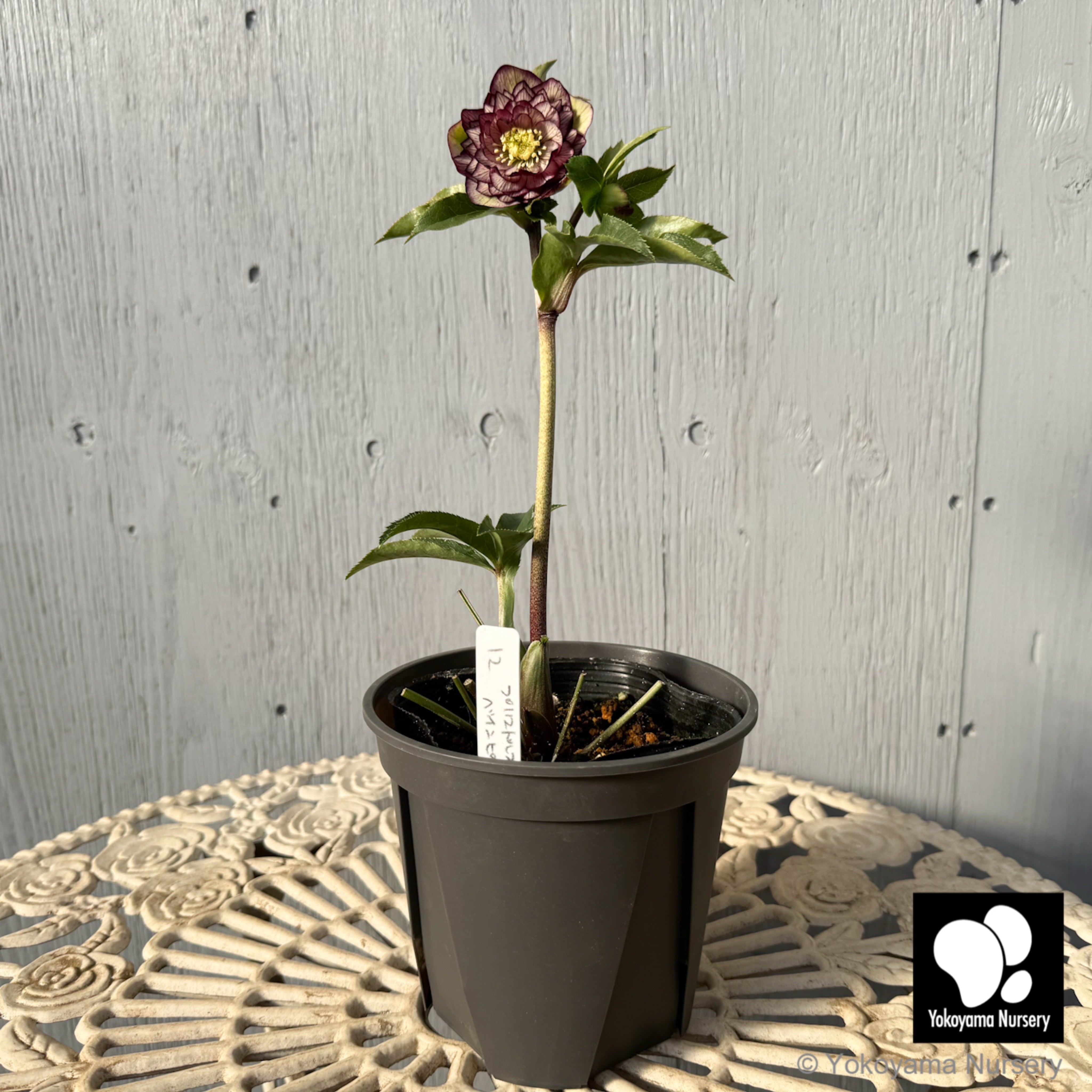 クリスマスセール‼️ヒヨコブランド　ピヨペンJr 限定　HIYOKOBRAND 限定　HIYOKOBRAND クリスマスセール‼️ヒヨコブランド　ピヨペンJr