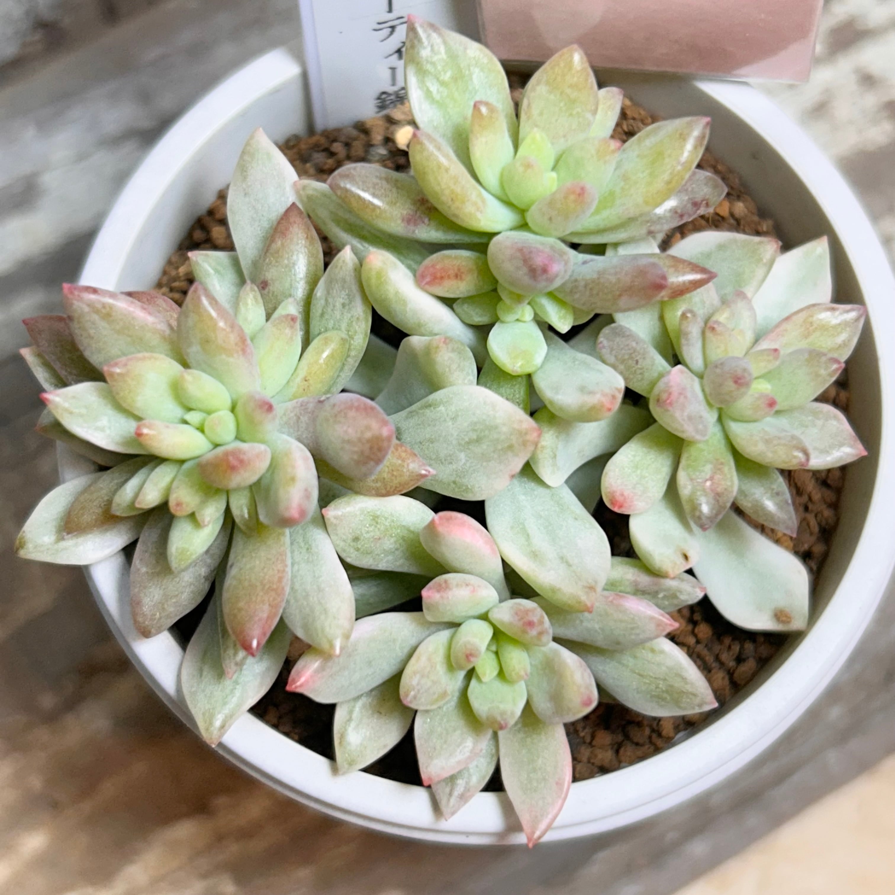 Top【選抜株】多肉植物　23361リベリア錦 35個　鉢無し/脱土 f9bf8bb4121f7a7d46365c801897e9