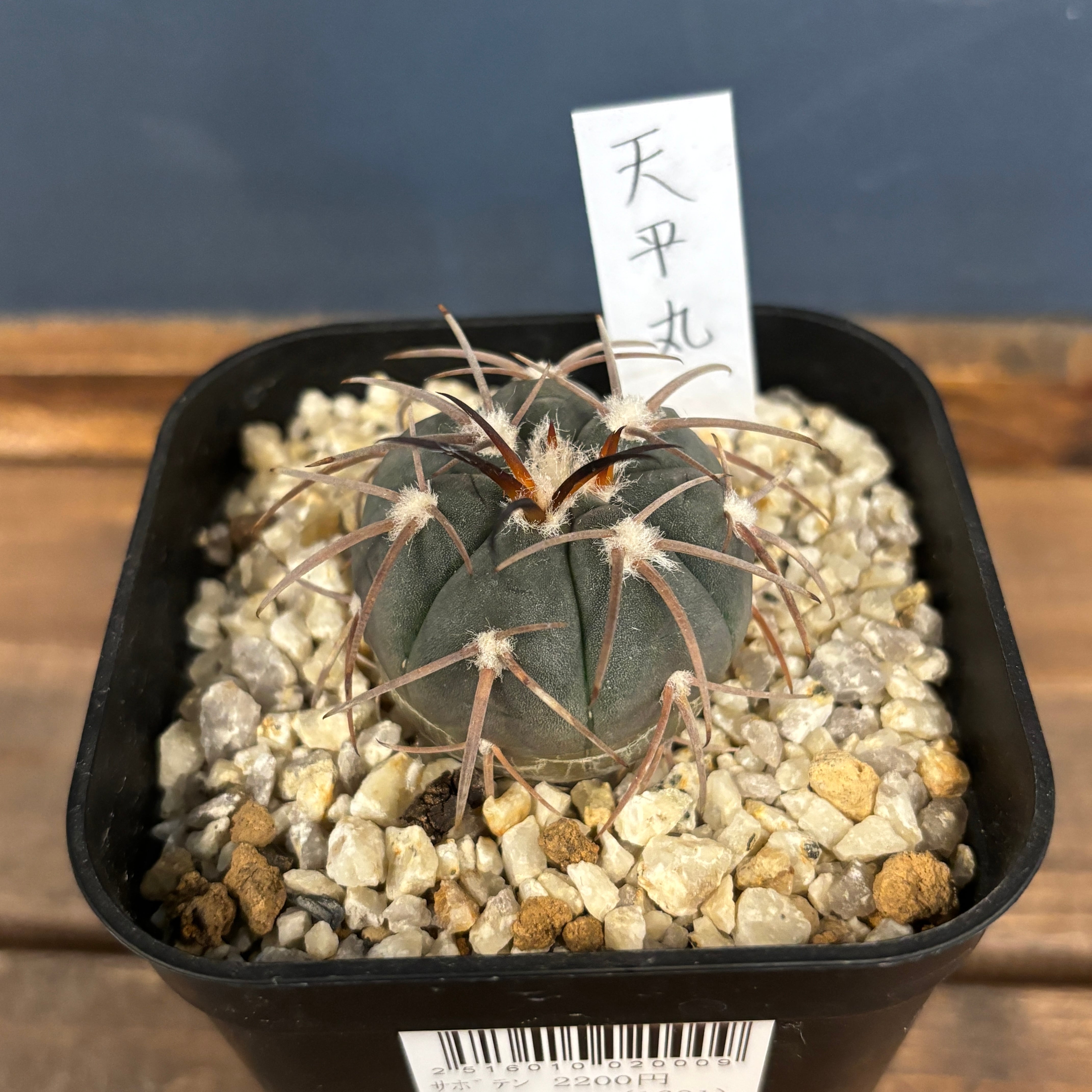 超良型！アストロフィツム 肋骨ランポー 発根済接下ろし苗 サボテン 多肉植物 超良型！アストロフィツム 肋骨ランポー 発根済接下ろし苗