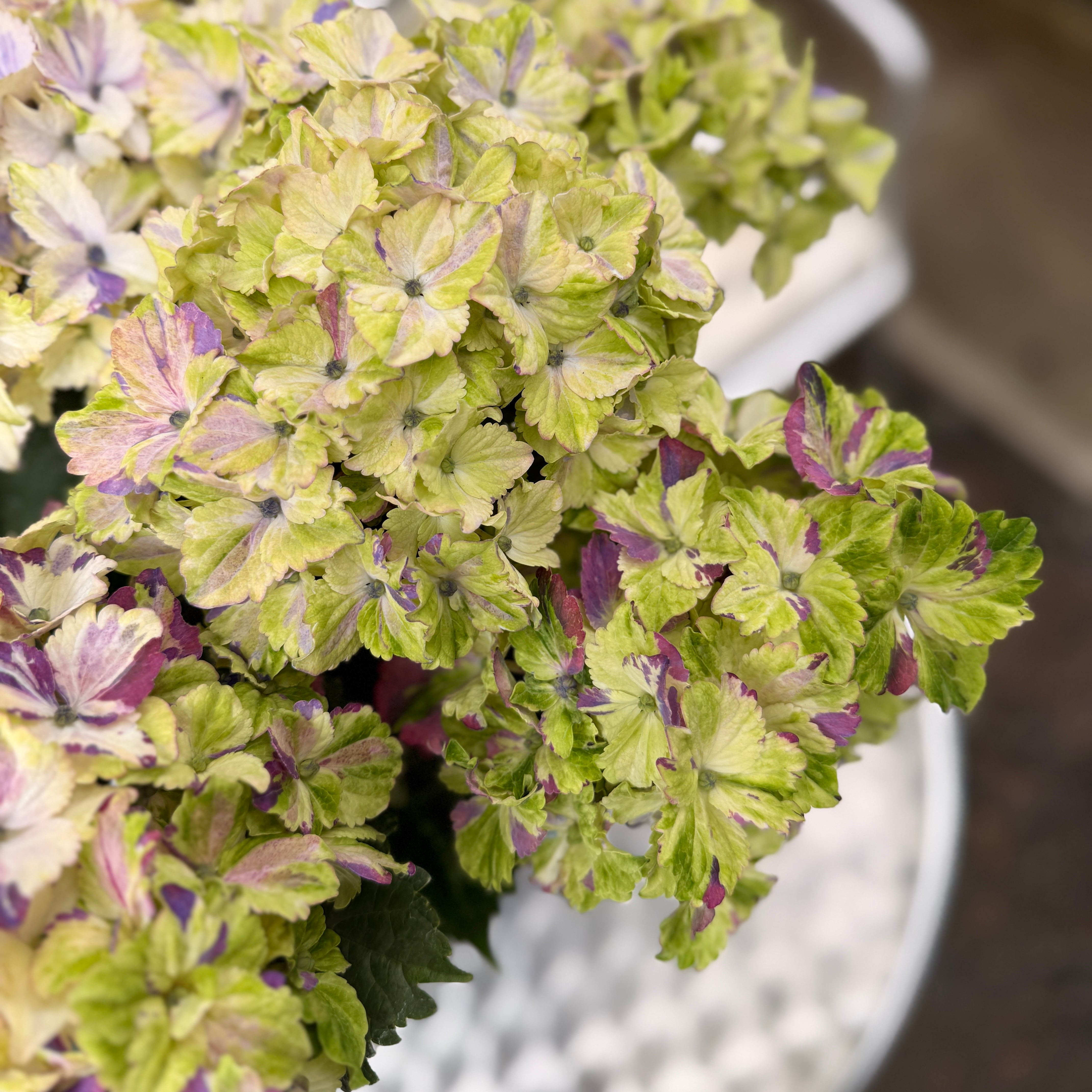 新品種 紫陽花 ミルキーウェイ | breed83