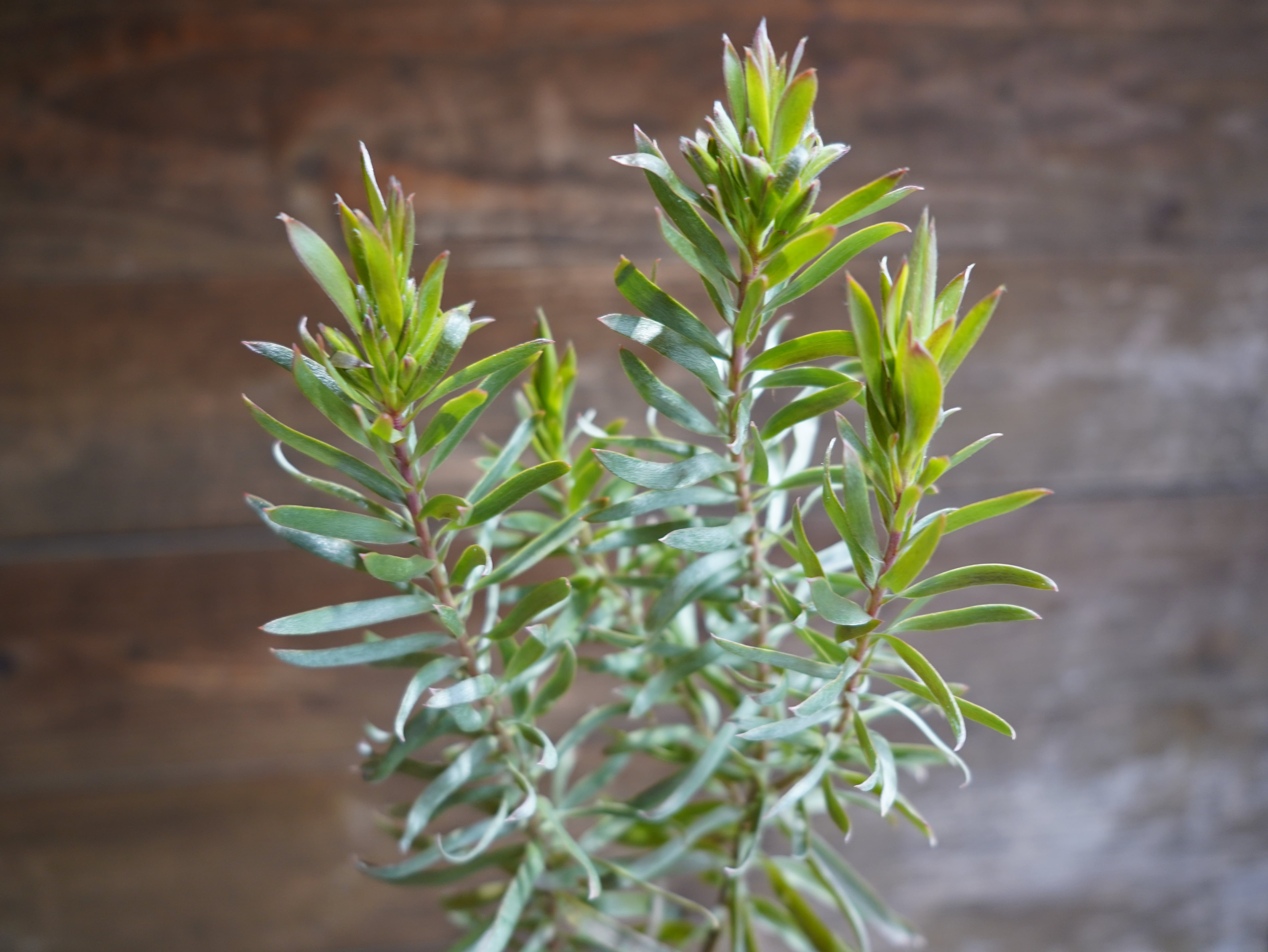 【現物】リューカデンドロン ”Gypsy Silver” B