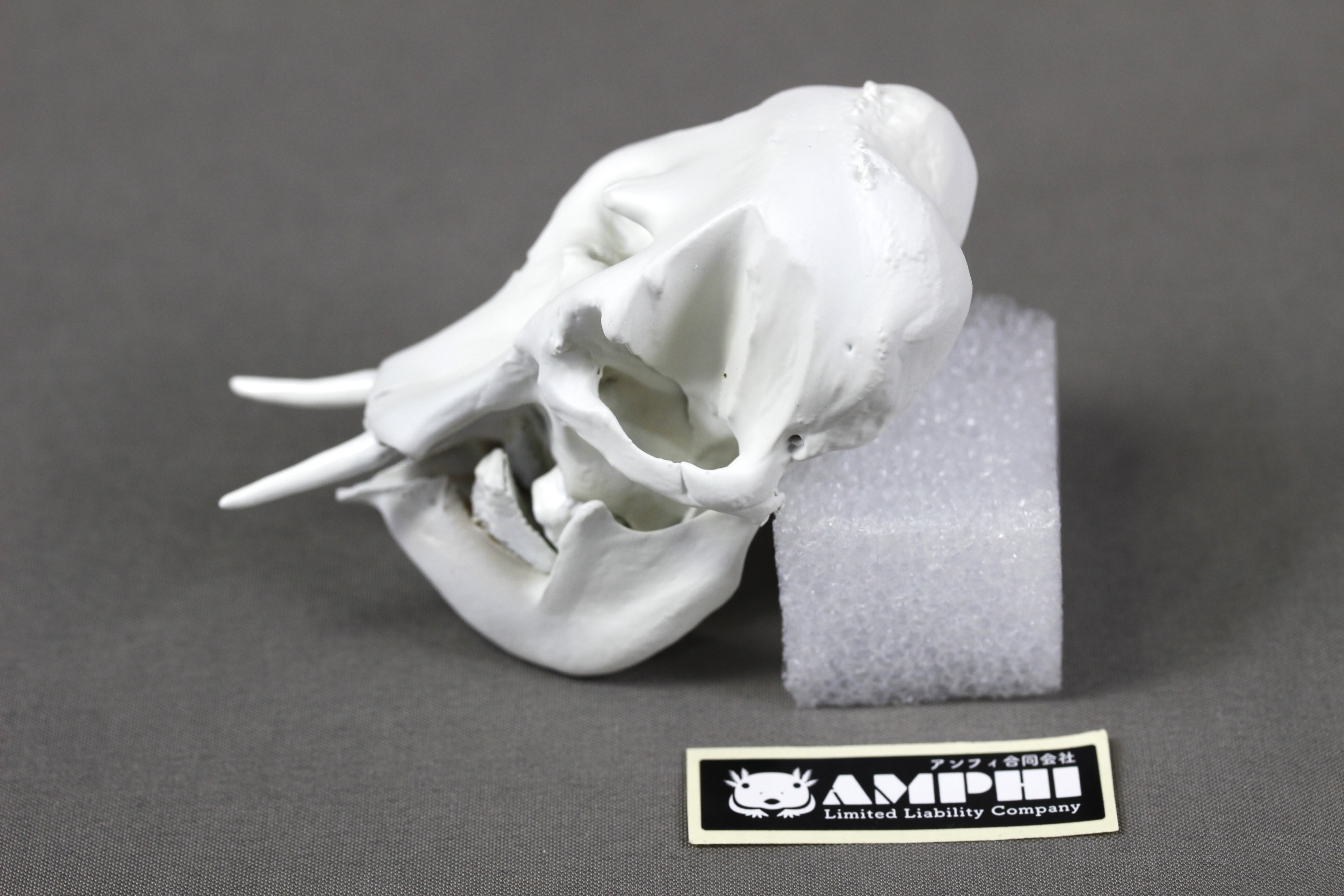 約8cm】 アジアゾウ 縮小 頭骨模型 | アンフィ合同会社