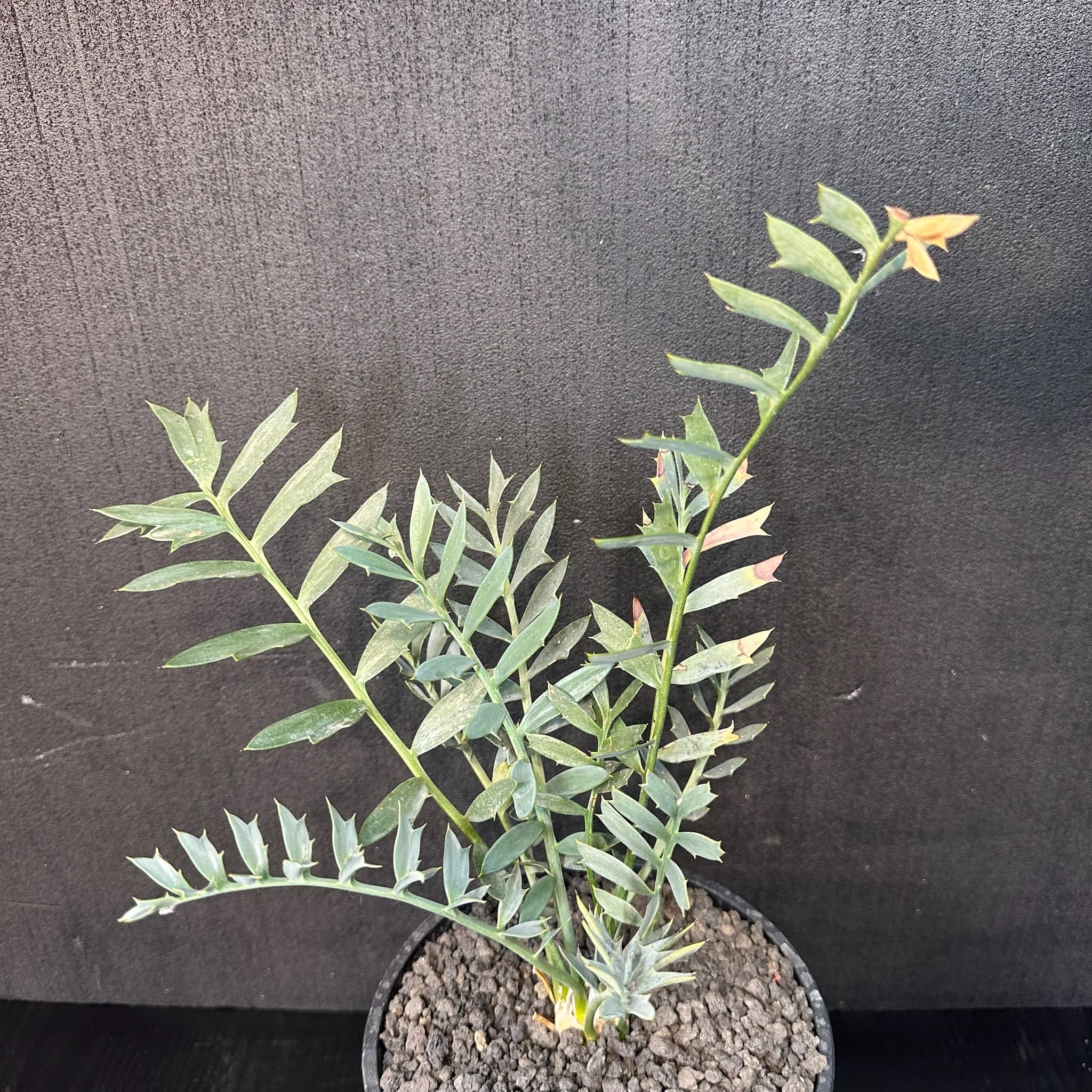 エンセファラルトス | T Plants Labo