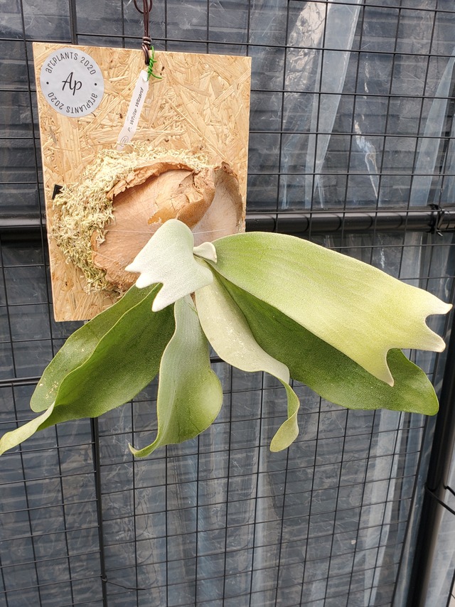 P.White Wezard 【artPLANTs】ビカクシダ/Platycerium