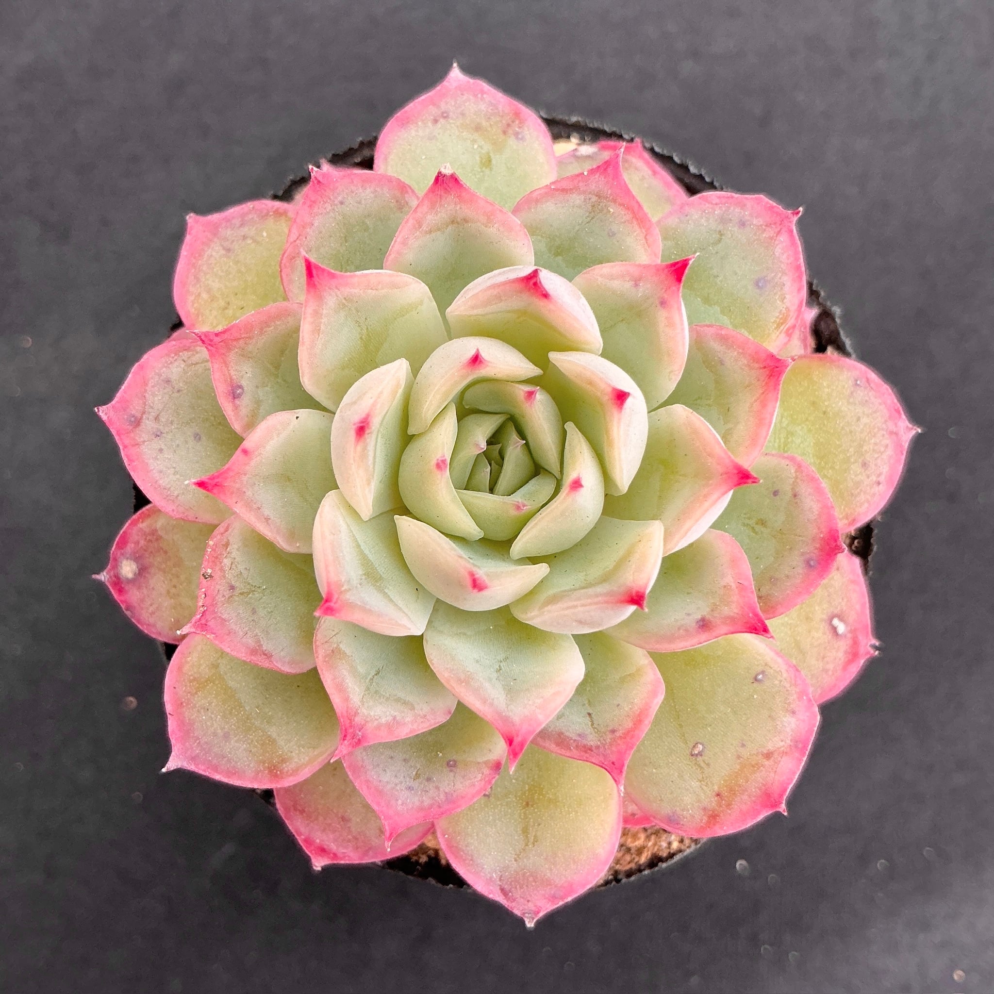 大特価✨厳選苗✨✨札付き❤️多肉アン✨ 多肉アン