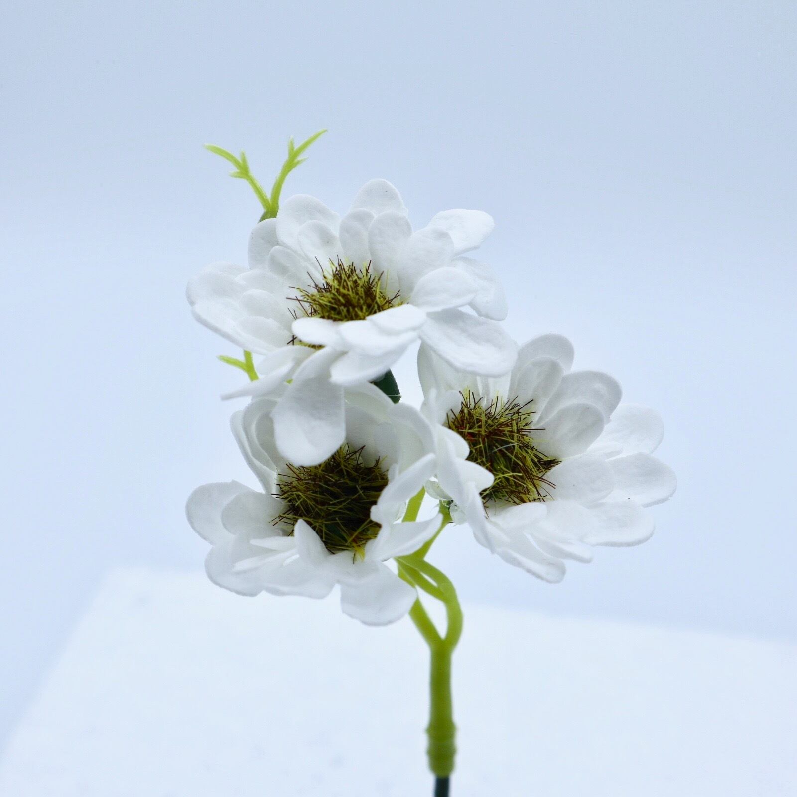 デイジーI-W1 ホワイト (15輪入りor25輪入り)