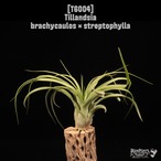Tillandsia brachycaulos × streptophylla〔ティランジア〕T6004