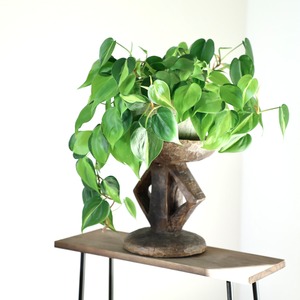 フィロデンドロン ブラジル/Philodendron Brazil　※陶器鉢付き