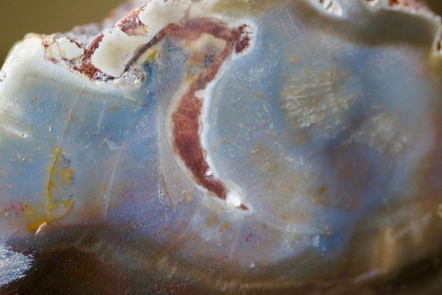 珪化木 Araucarioxylon 21