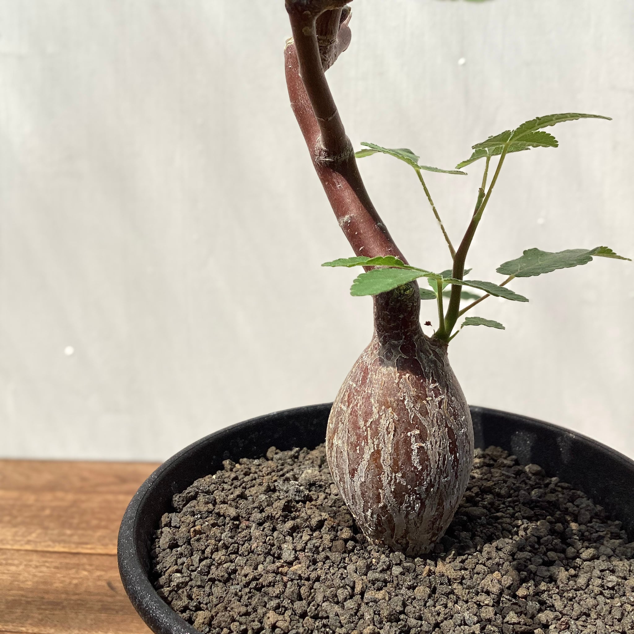 Bursera hindsiana【ブルセラ・ヒンドシアナ】 | RIMO'S GREEN