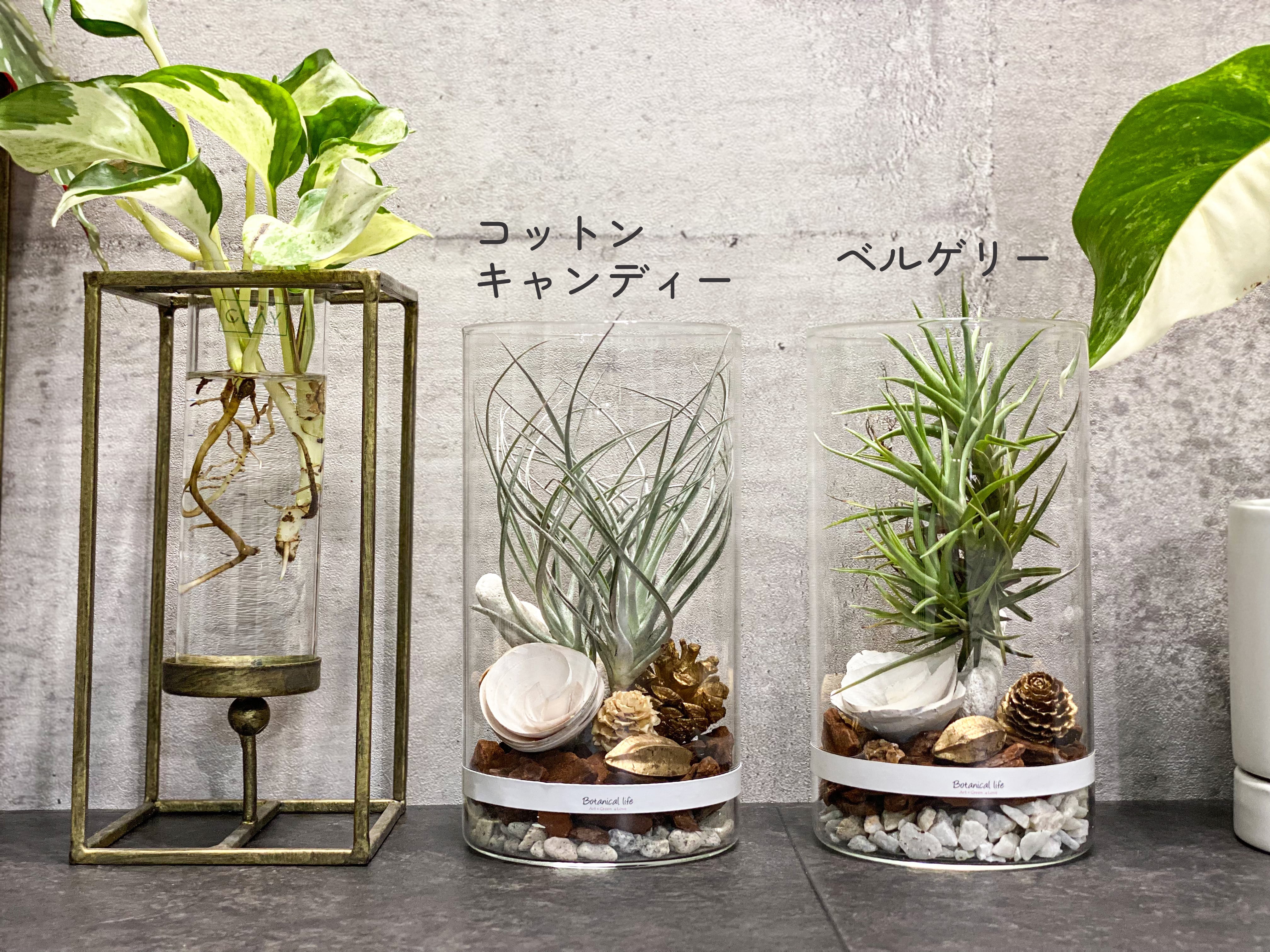 エアプランツが主役の落ち着いたオトナ雰囲気ガラステラリウム