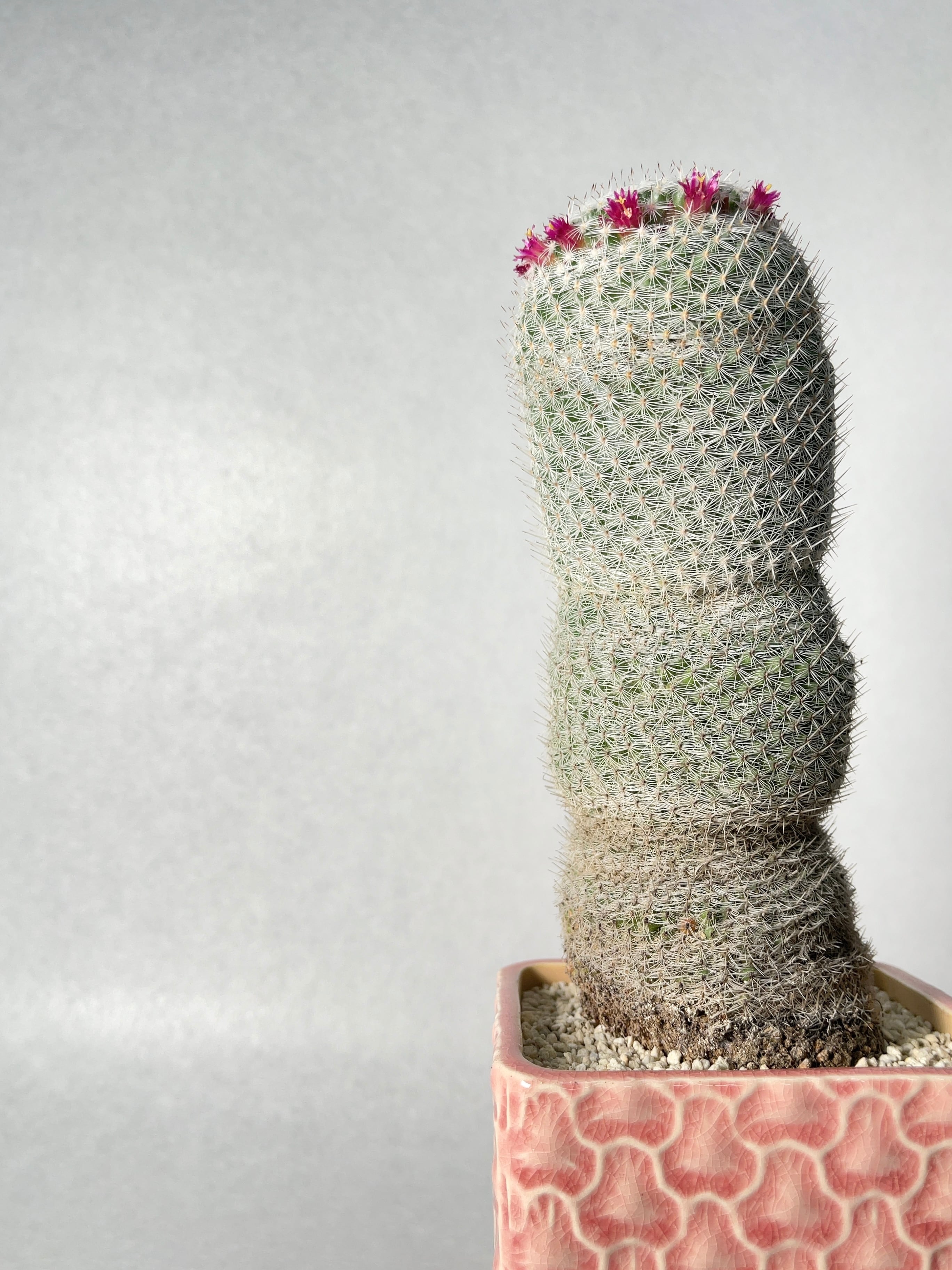 最終値下げ マミラリア 希望丸(きぼうまる) マミラリア：希望丸（きぼうまる）2.5号 の通販 | 園芸ネット