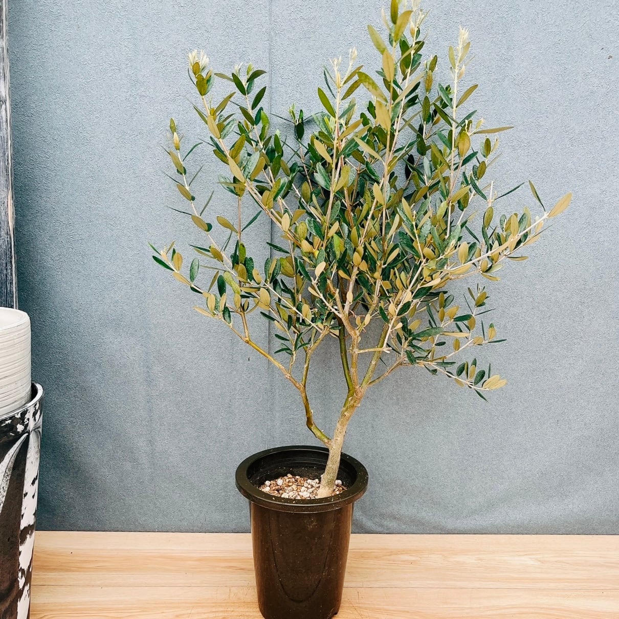 現品］82番 創樹 オリーブ ミッション 6号 観葉植物 ベランダ SOUJU