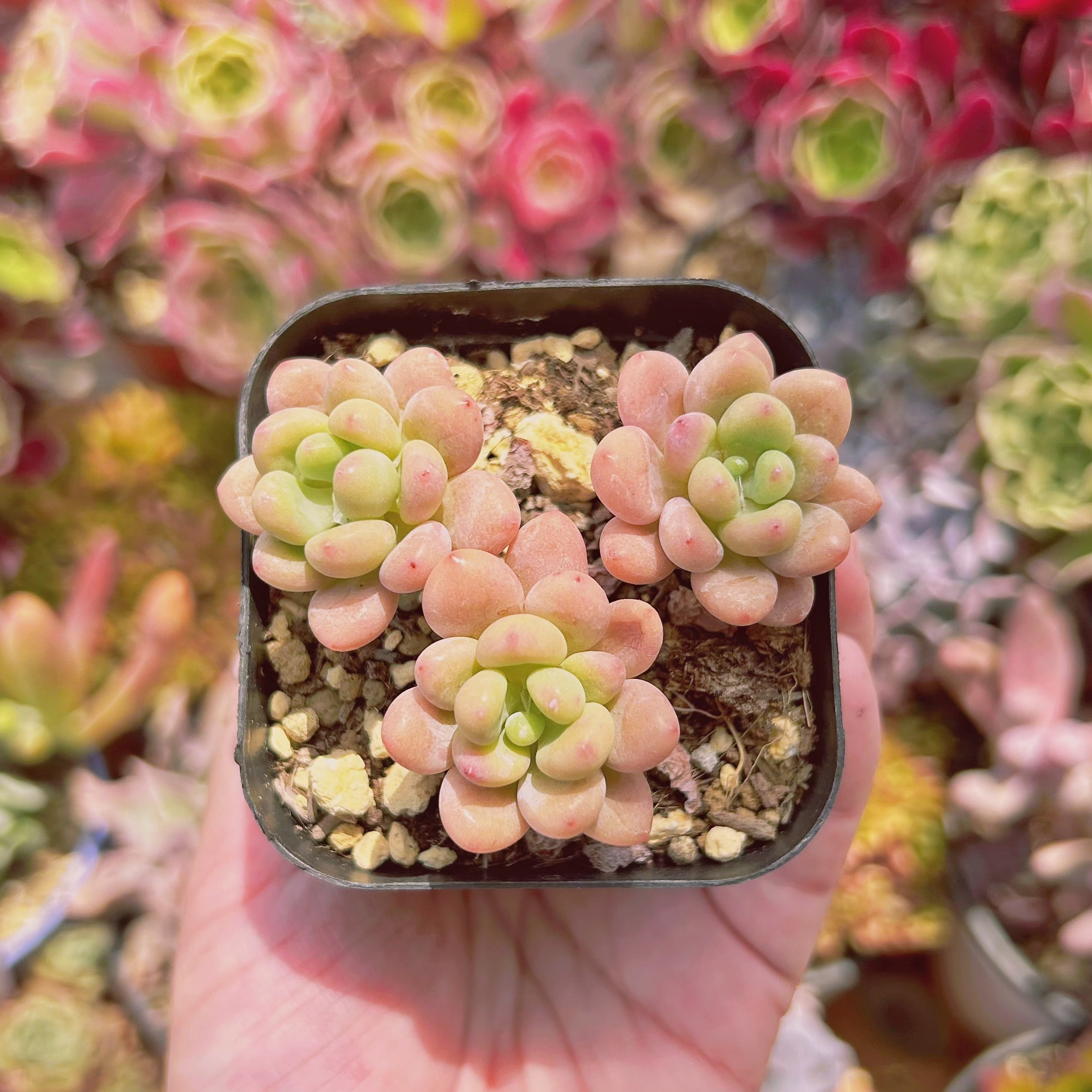 #2223現物　多肉植物　キャビア　抜き苗