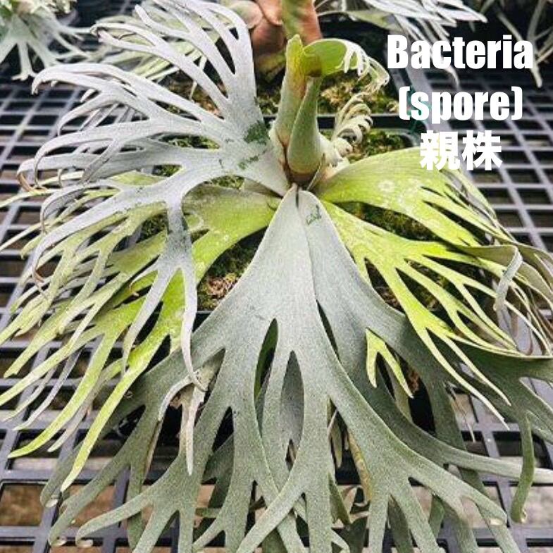 D*様 p.willinckii bacteria sporeビカクシダ　バクテ ビカクシダ バクテリア P. willinckii 'Bacteria' spore コルク
