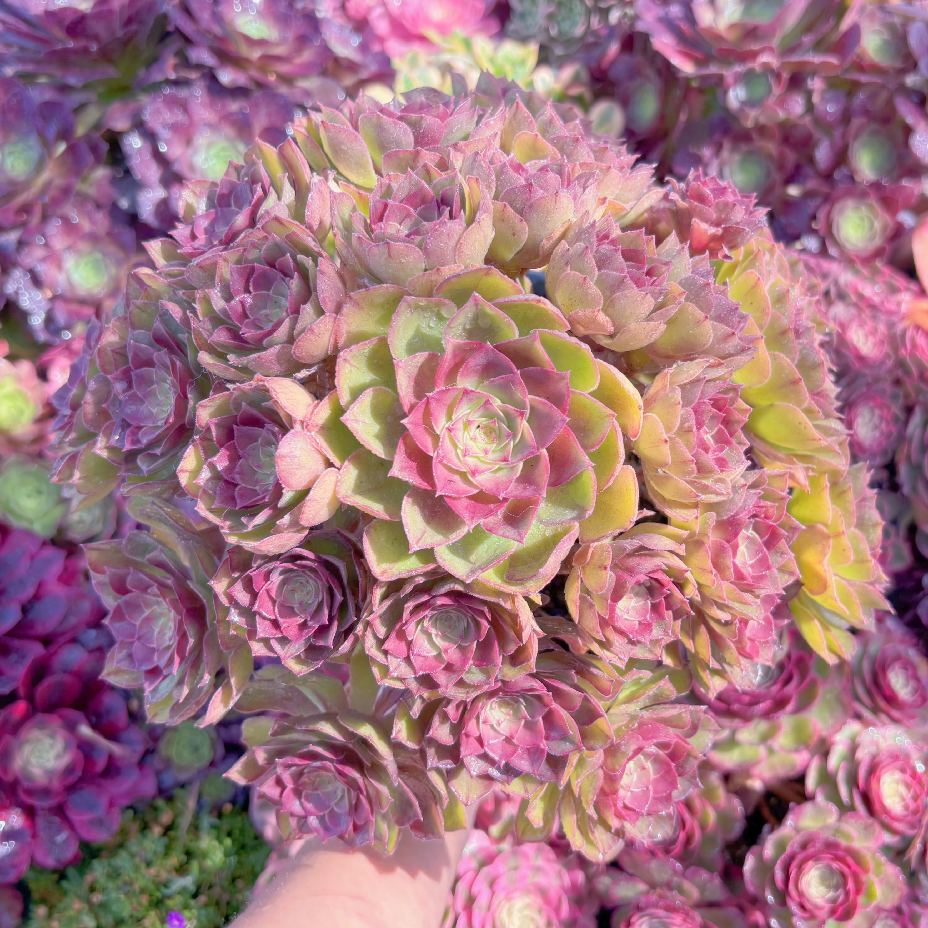 現品　桃花石#K516　特特大群生　新入荷　るる農園