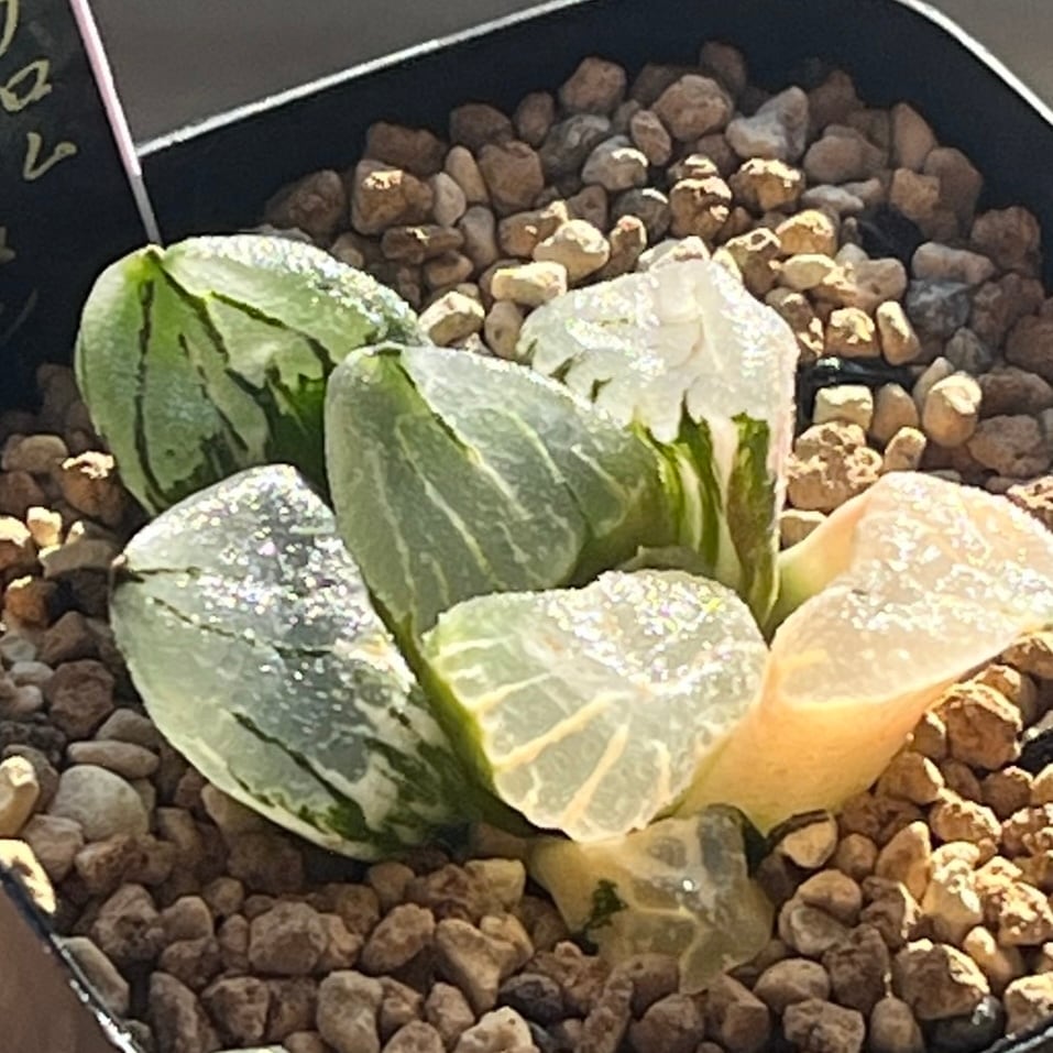 ハオルチア 花狐錦 | mocono_plants