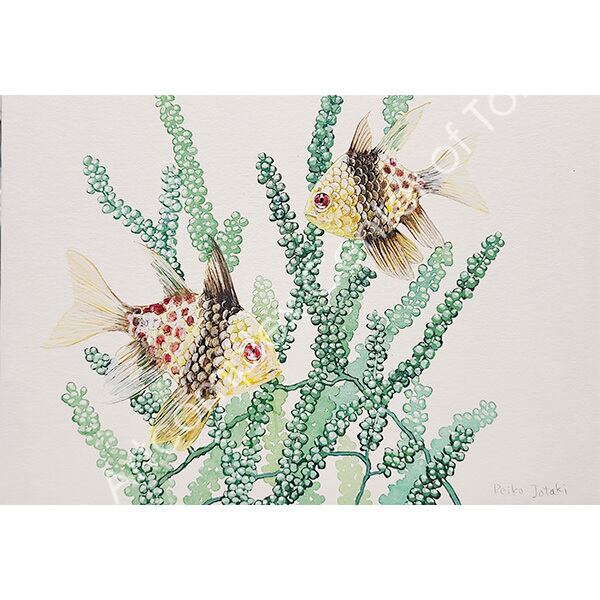 上滝玲子「マンジュウイシモチ」