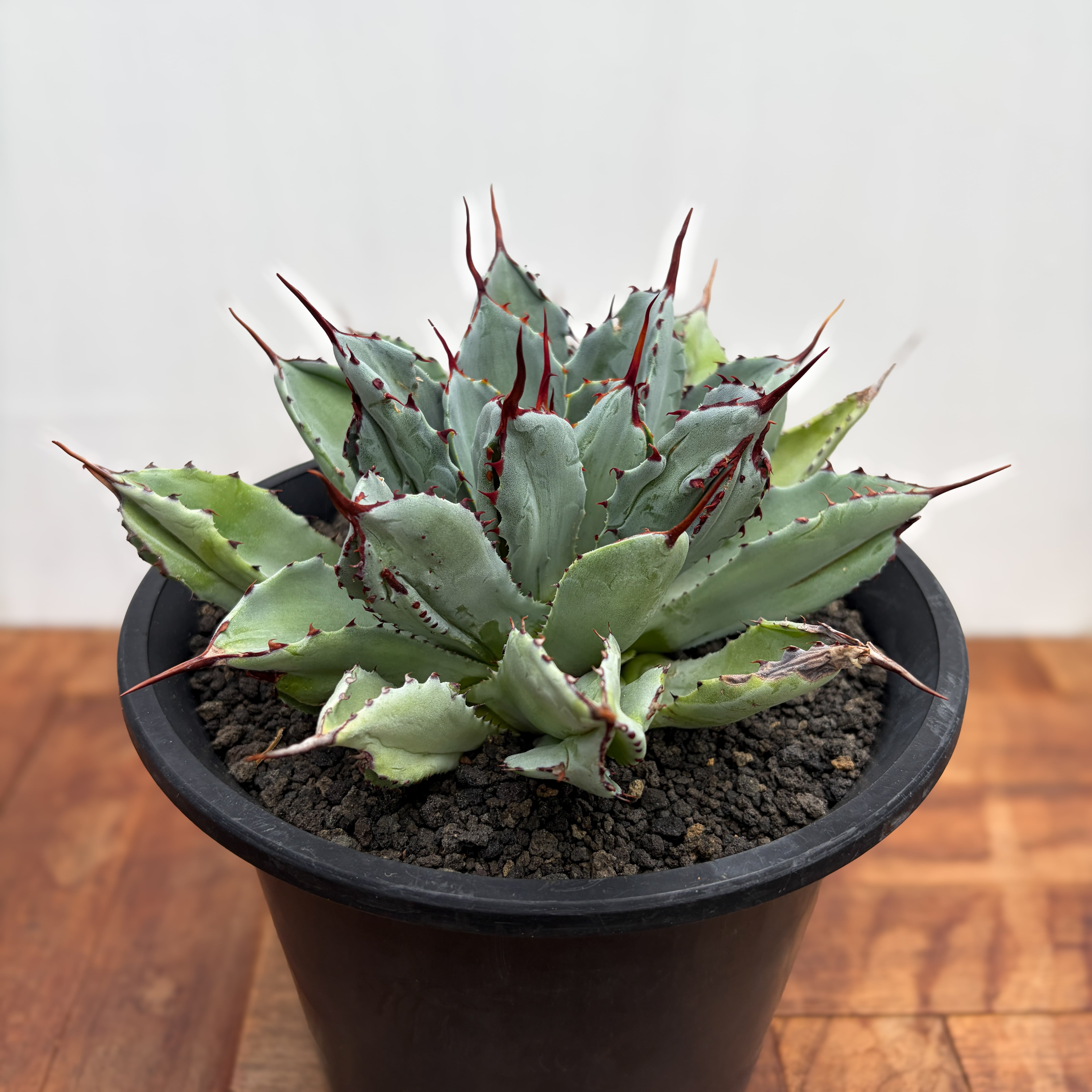 Agave titanota 