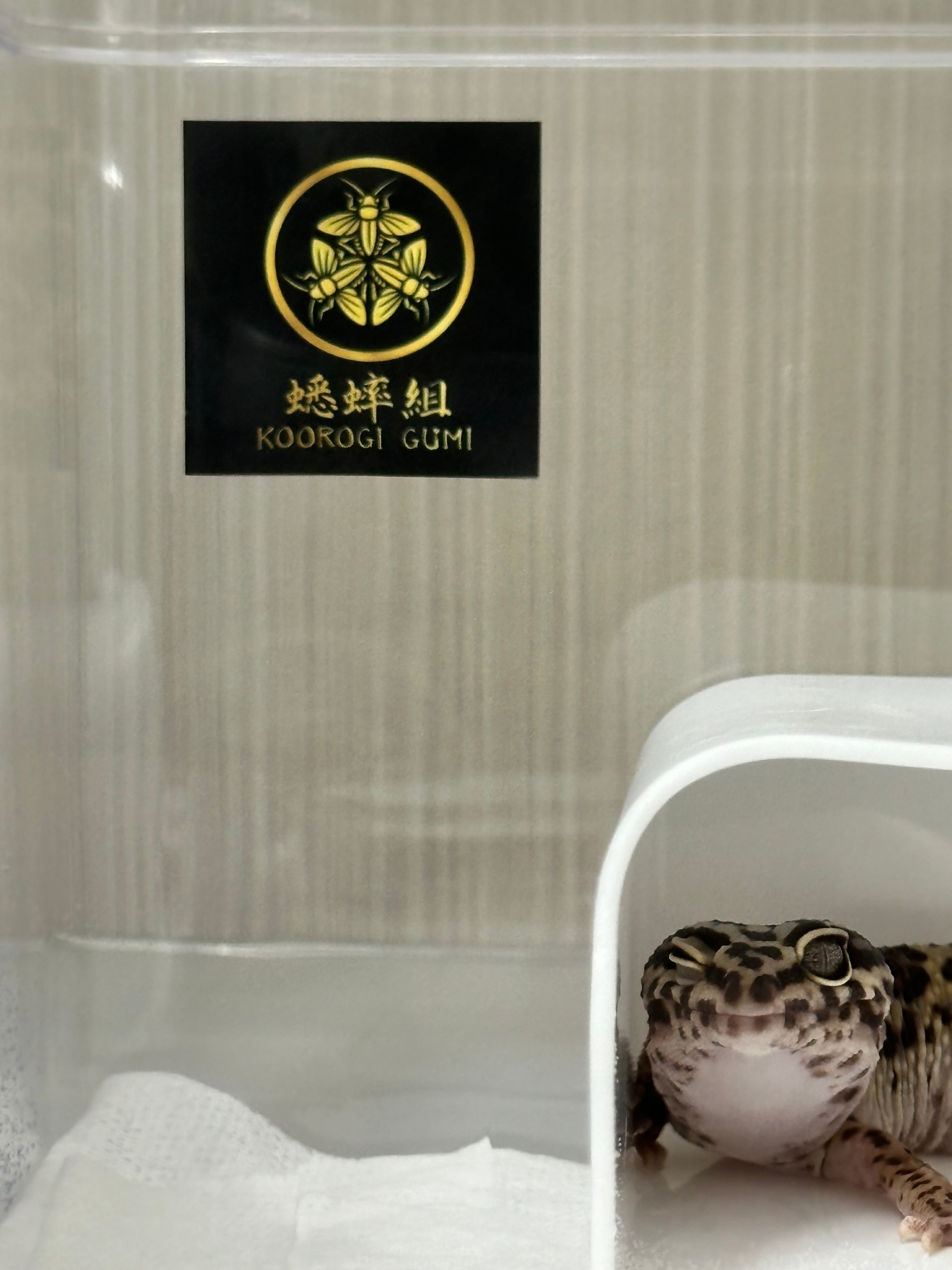 蟋蟀組-KOOROGI GUMI-