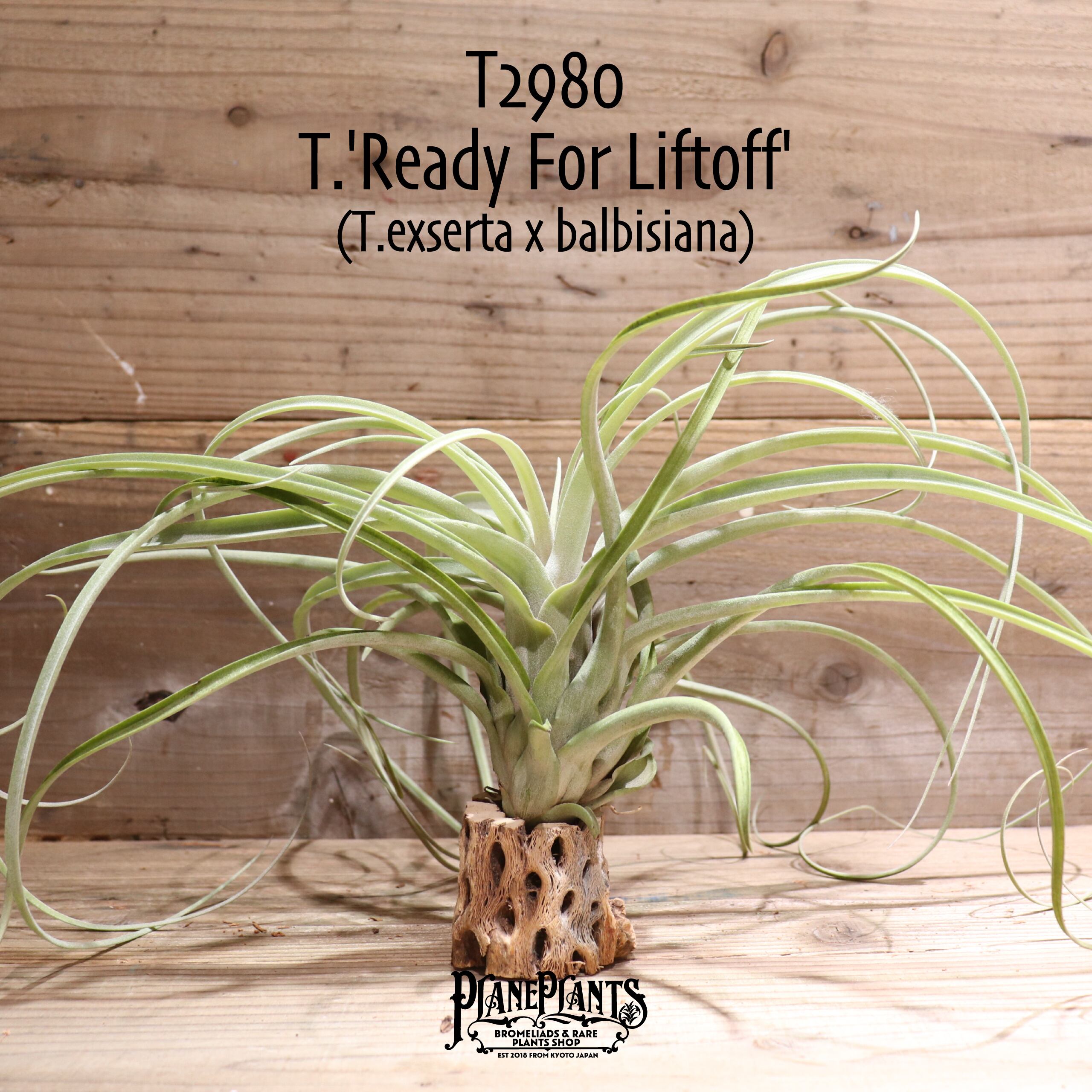 送料無料】'Ready For Liftoff'〔エアプランツ〕現品発送T2980 | plane