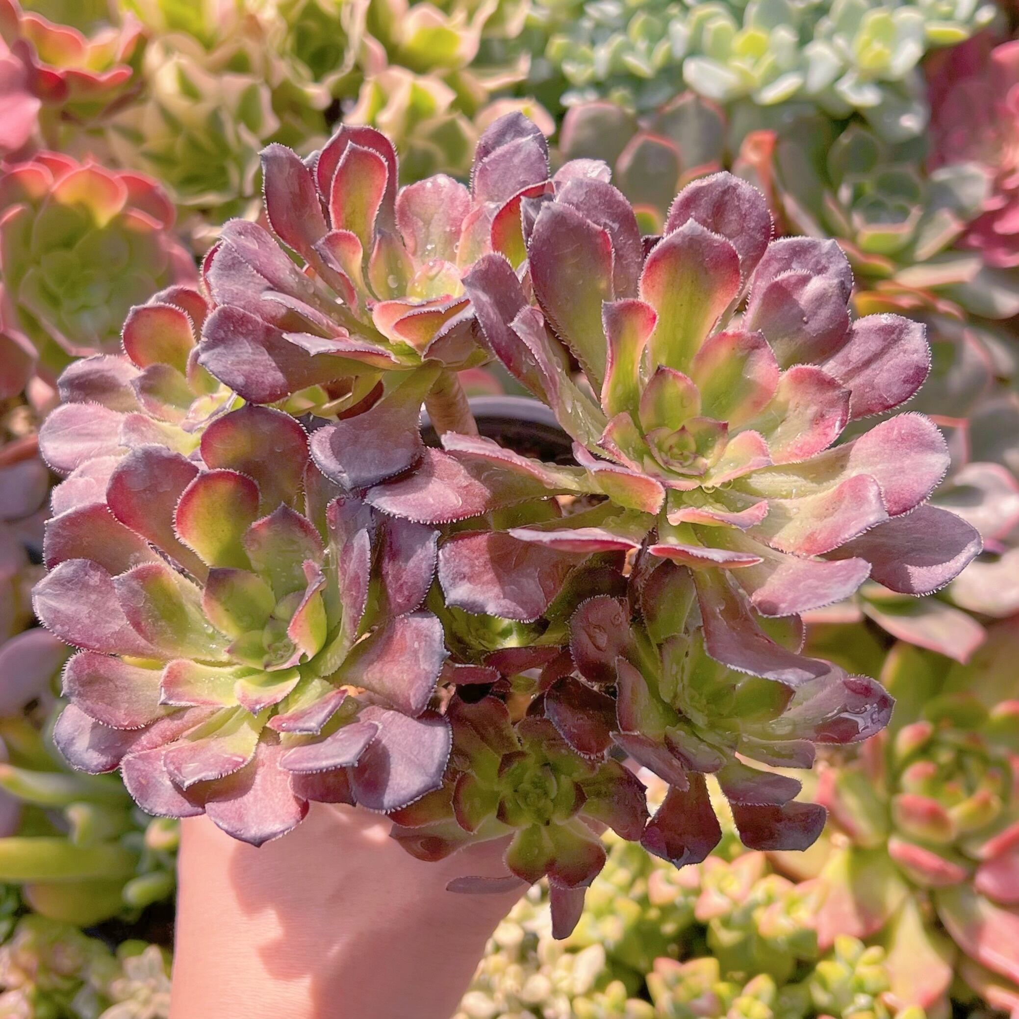 現品　マリド錦#722　特大群生　新入荷