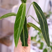 アンスリウム ワロクアーナム / Anthurium Warocqueanum㉖ / 観葉植物<育て方・花言葉>