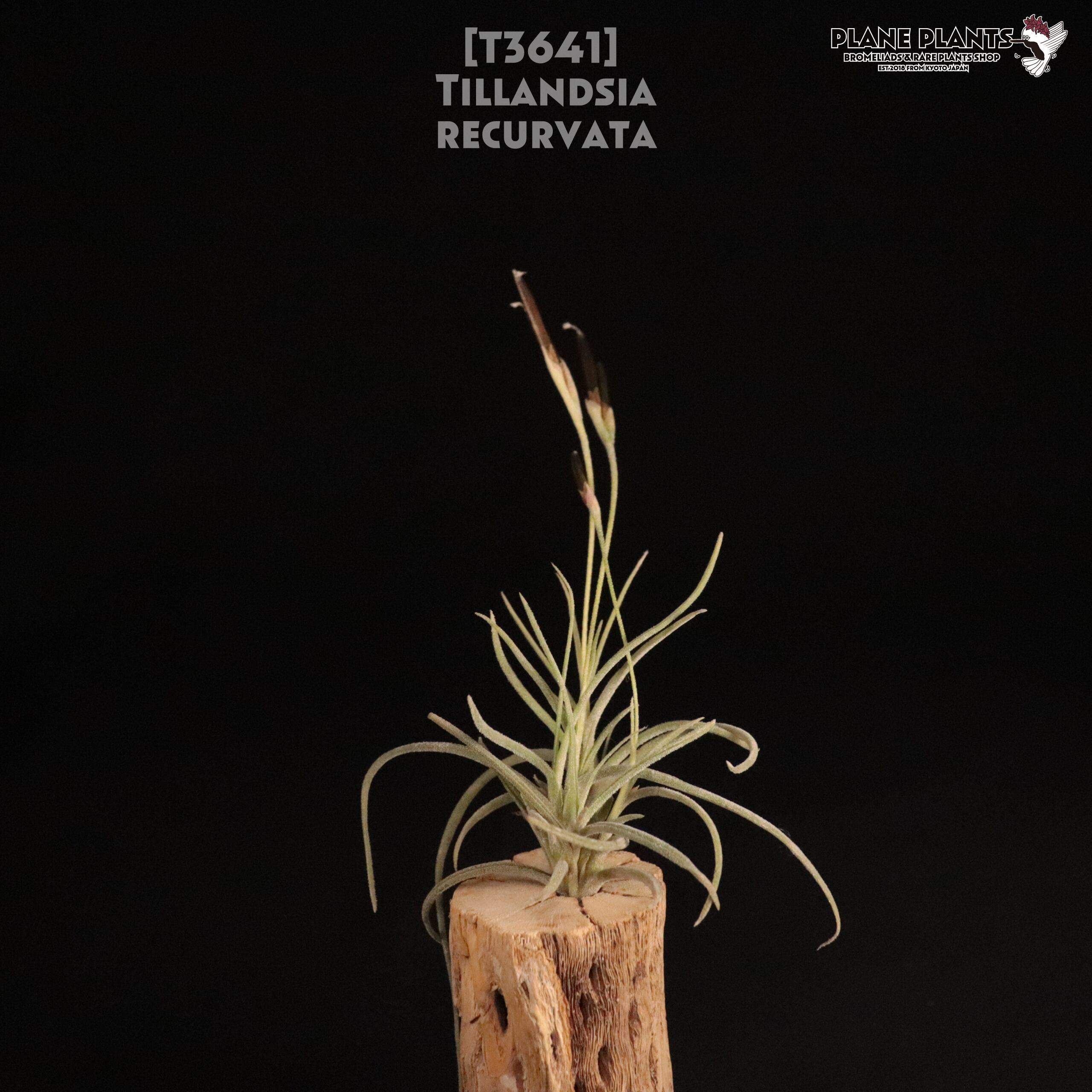 【送料無料】recurvata〔エアプランツ〕現品発送T3641