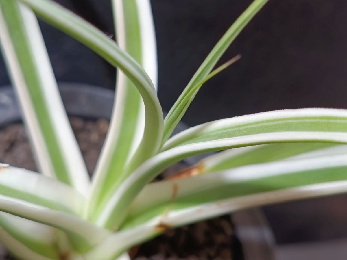 Agave macroacantha variegata. アガベ マクロアカンサ錦 | サボテンと