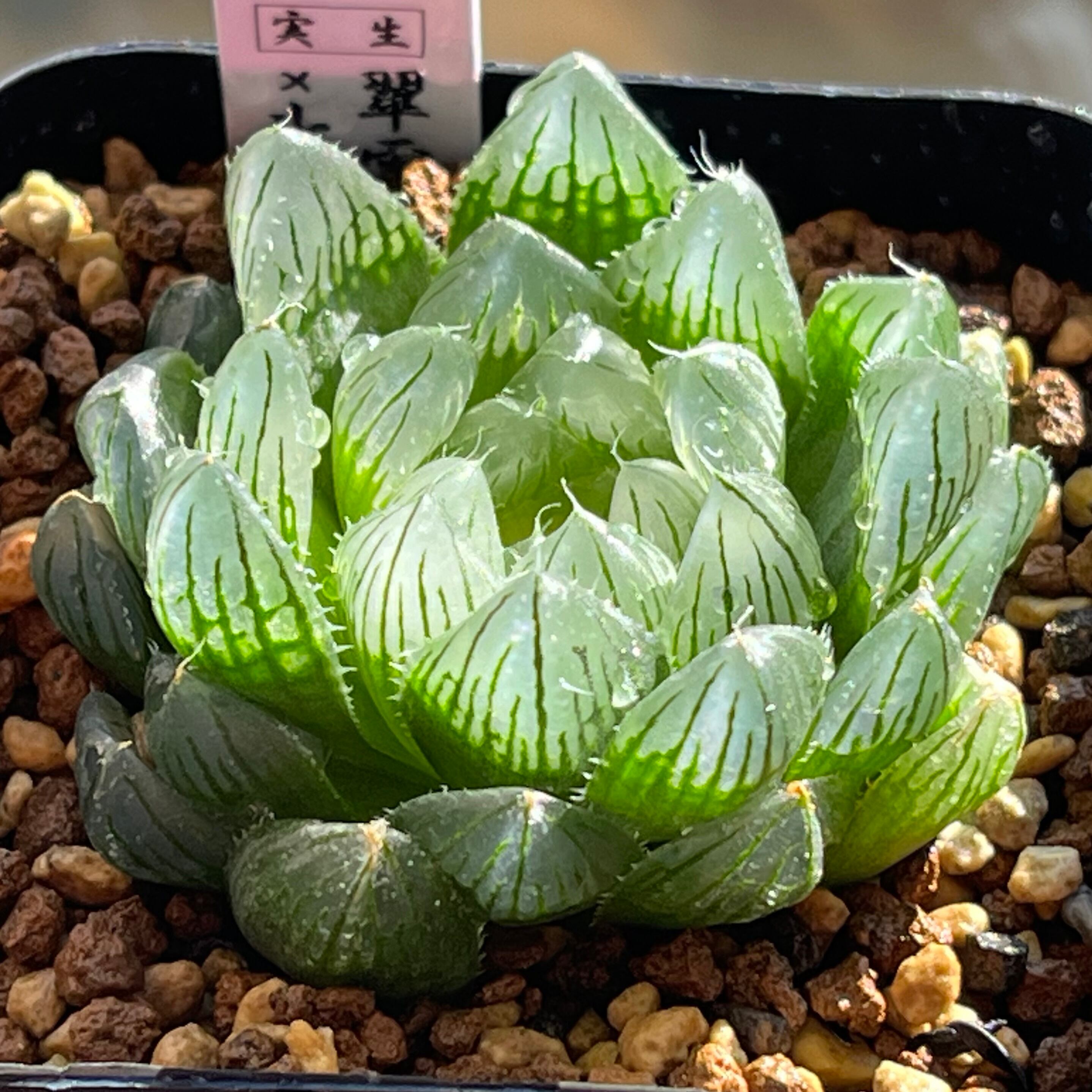 ハオルチア 三仙寿錦 | mocono_plants