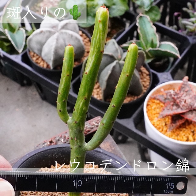 レア　斑入り【レウコデンドロン錦】多肉植物　ユーフォルビア　トウダイグサ科