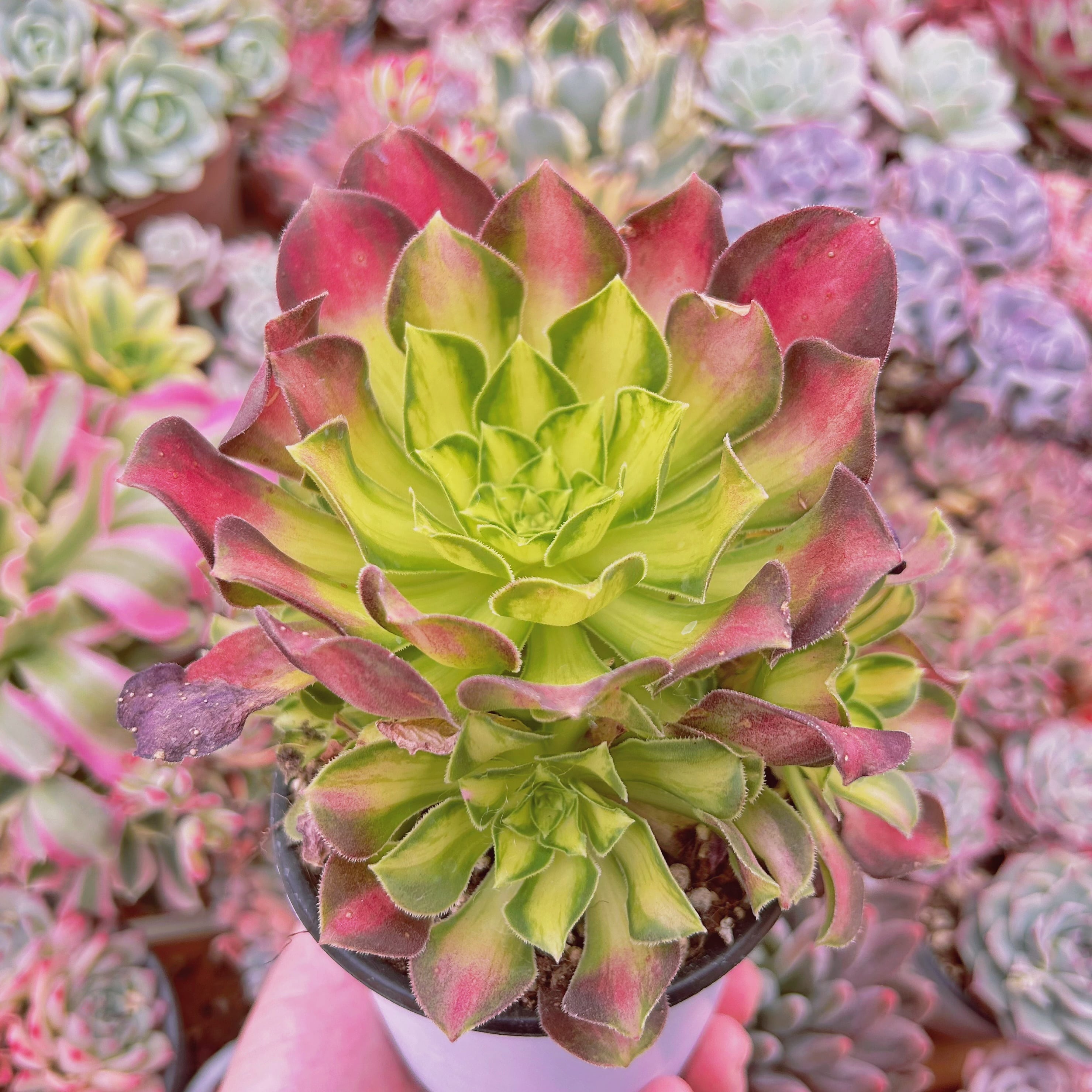 #100現物　多肉植物　パラダイス錦　特大群生　抜き苗