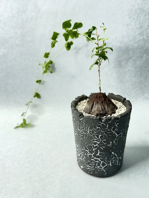 ディオスコレア・シルバチカ