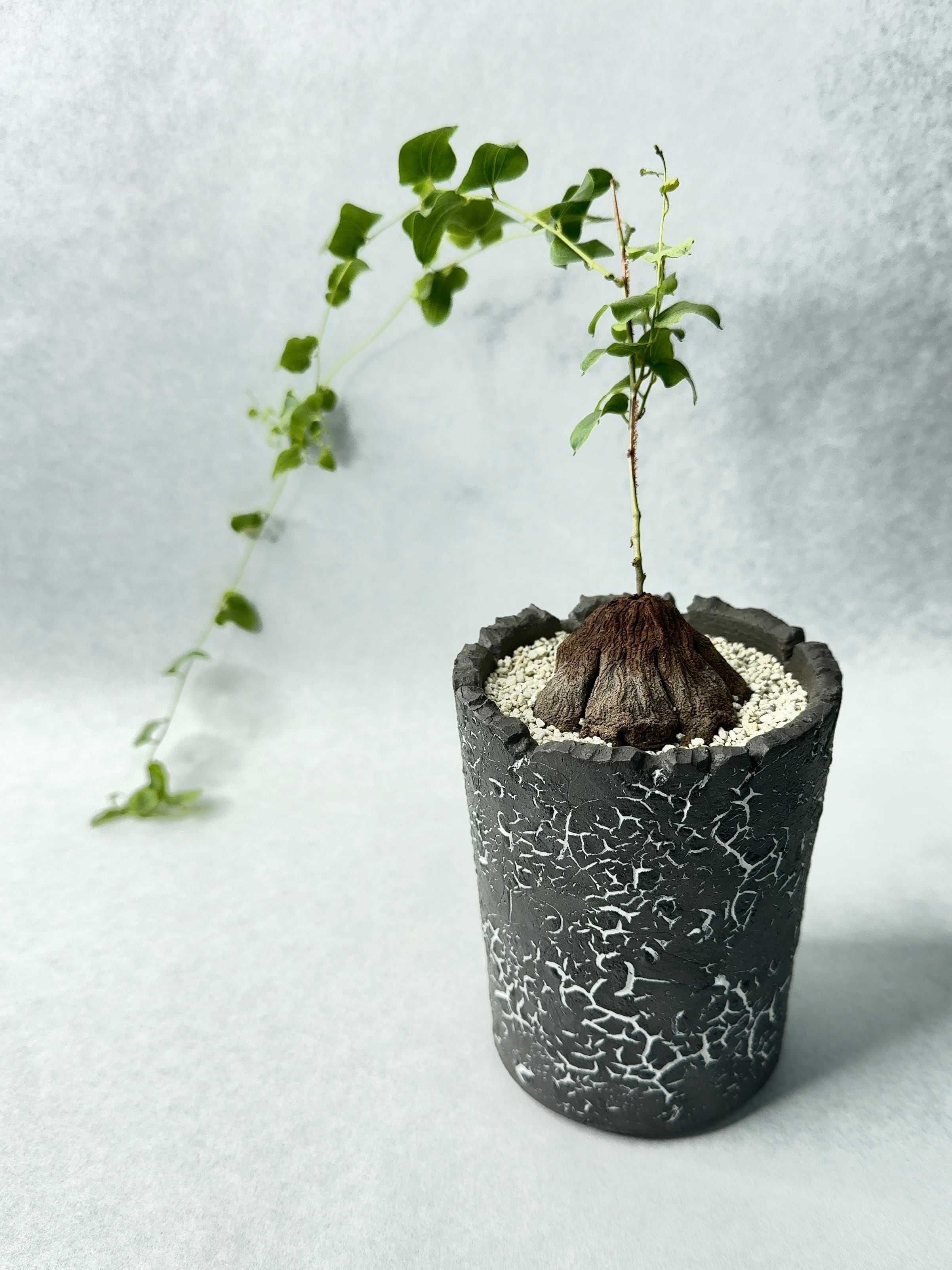 ディオスコレア・シルバチカ