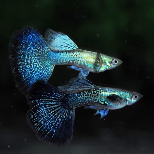 上物プラチナブルードラゴン　2ペア＋おまけ1ペア＋メス2匹