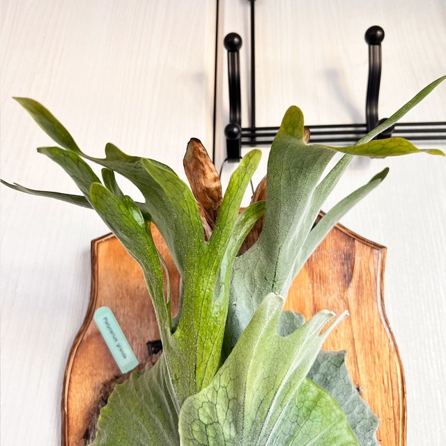 ビカクシダ グランデ 板付 【観葉植物 壁掛け コウモリラン】