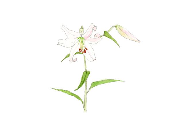 15-07-25 フウセンカズラ | 花の記