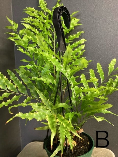 貴重なリギダ大株 観葉植物 ドリナリア リギデュラ シダ植物 着生植物 観葉植物【おしゃれ
