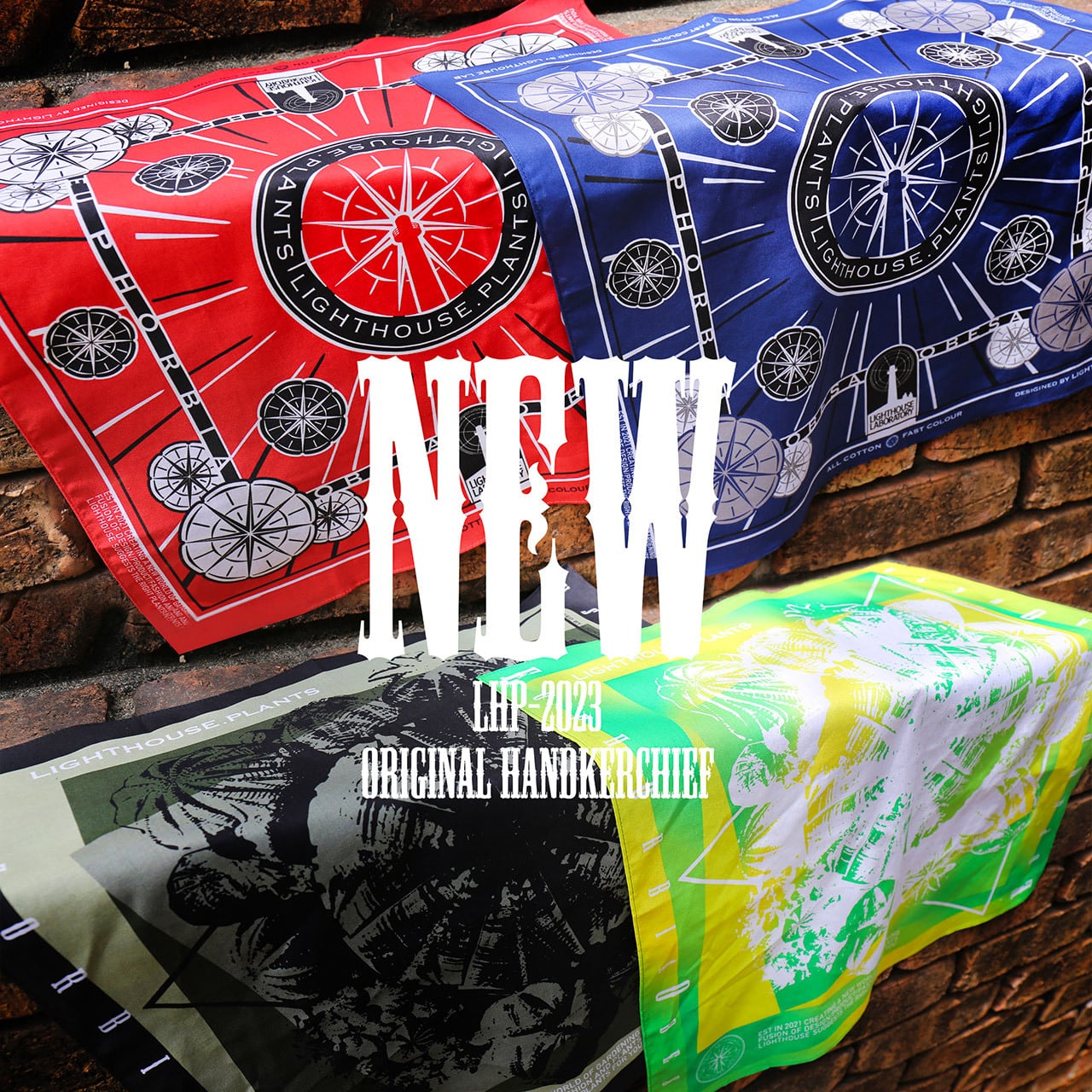 ダルマオベサ・モンストオベサ 2個セット ダルマオベサ・モンストオベサ 2個セット ダルマオベサ